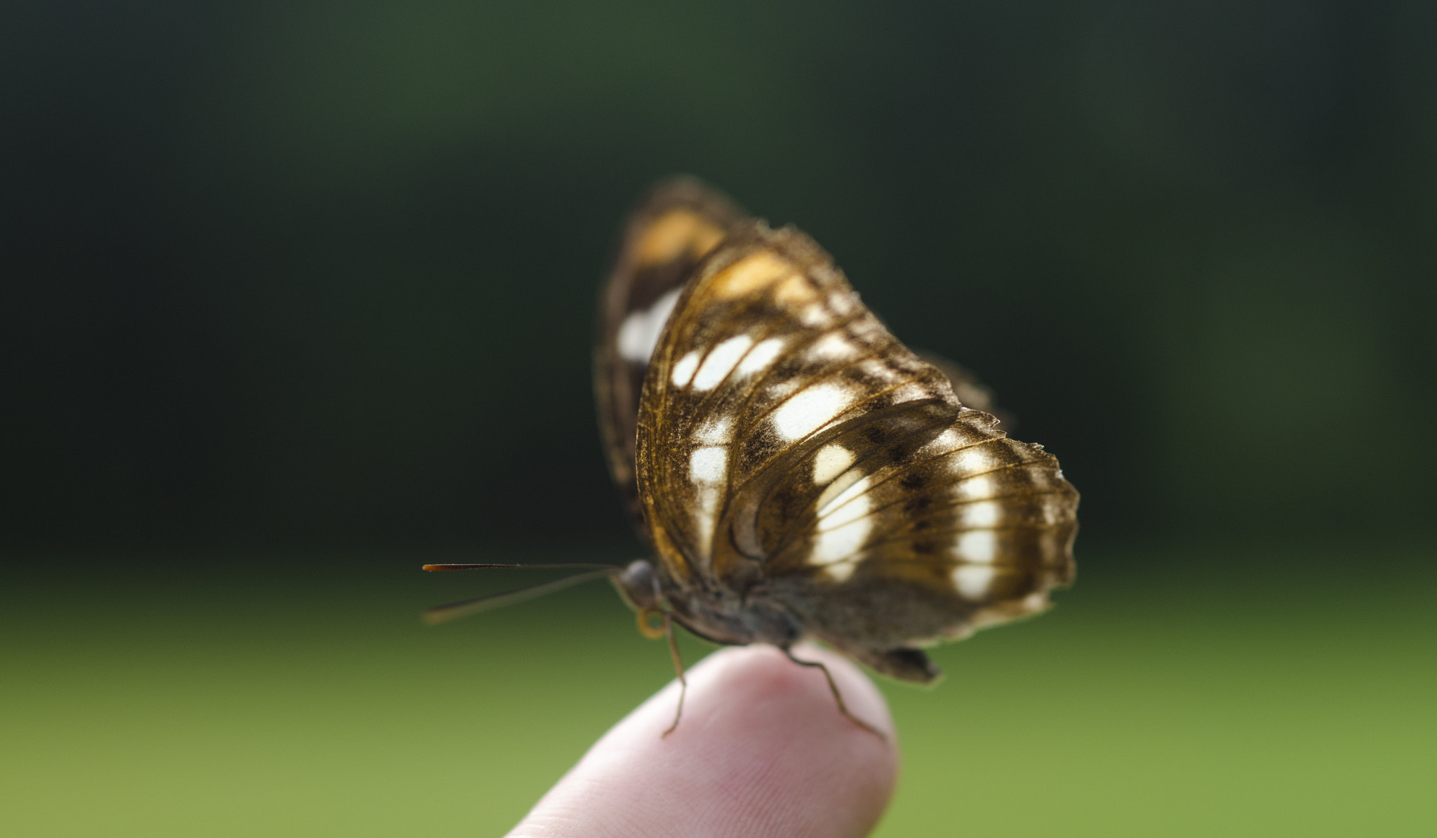 ZEISS Makro-Planar T* 50mm F2 sample photo. Maybe i was a  betterfly in an-anther life. photography