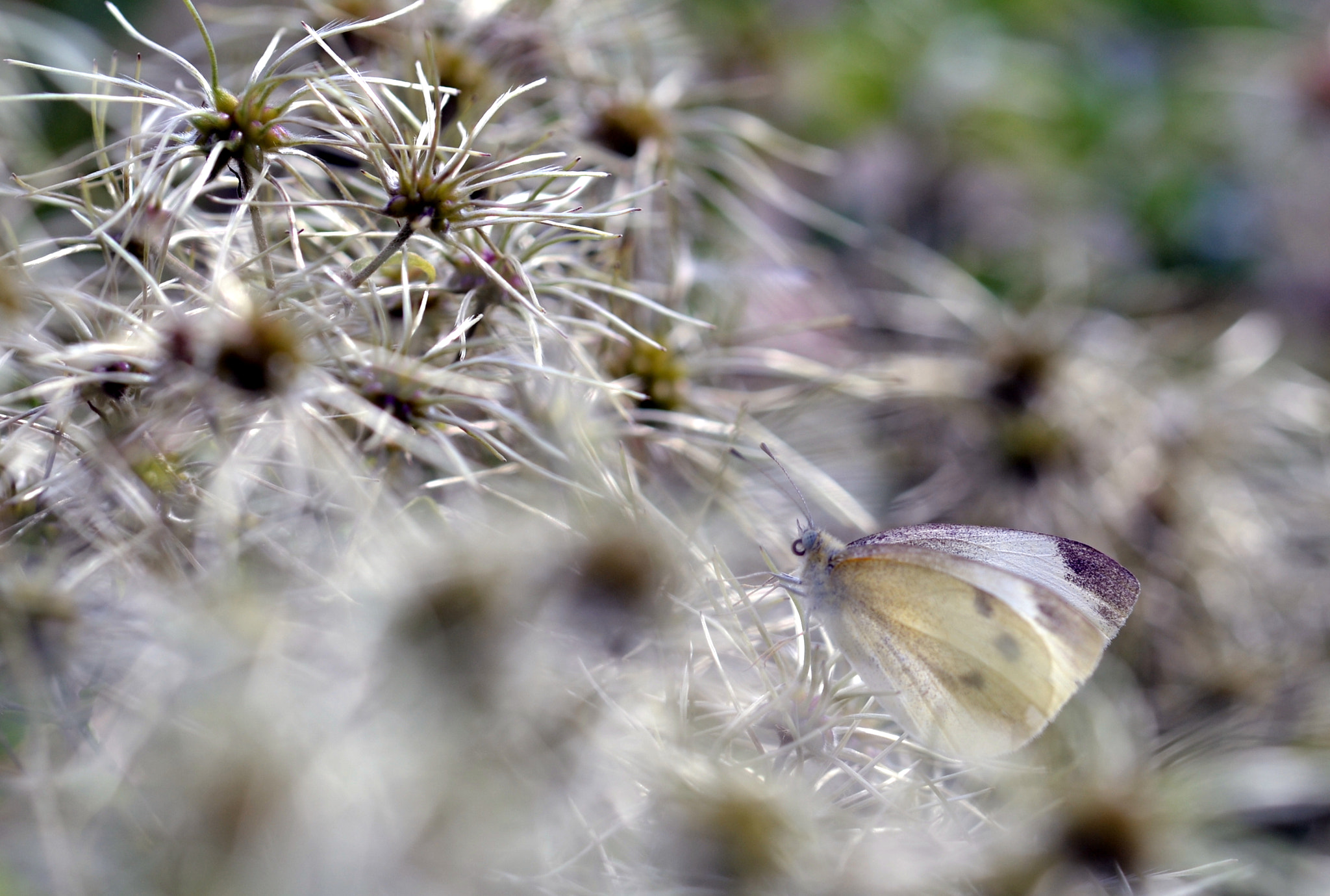 Sigma 105mm F2.8 EX DG OS HSM sample photo. Mimetization photography