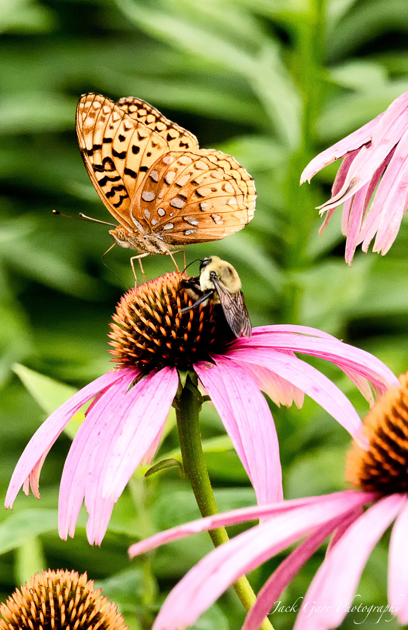 150-600mm F5-6.3 DG OS HSM | Sports 014 sample photo. Butterflies & bumble bee photography