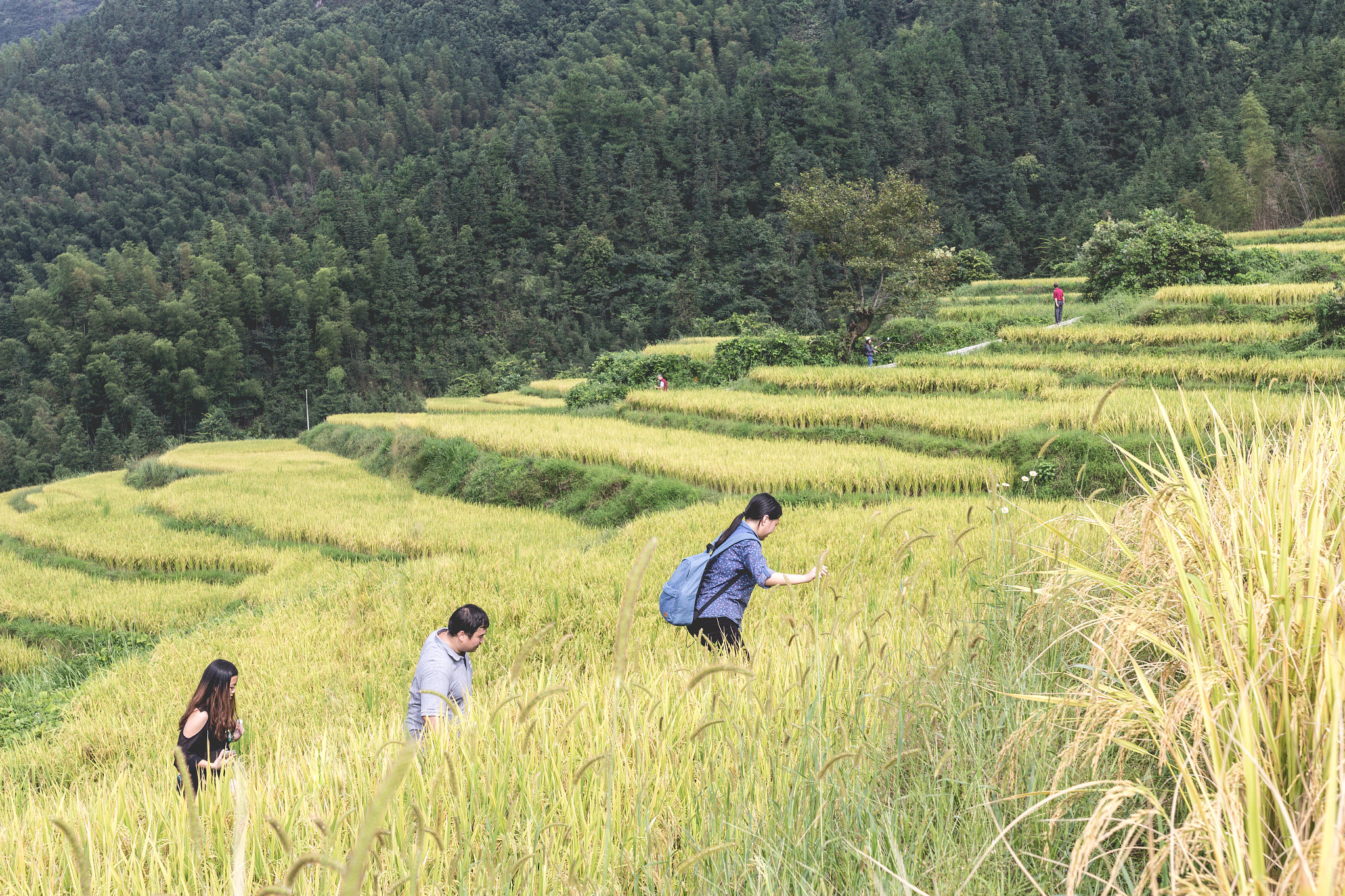 Canon EOS 600D (Rebel EOS T3i / EOS Kiss X5) + Sigma 35mm F1.4 DG HSM Art sample photo. 行走于梯田间 photography