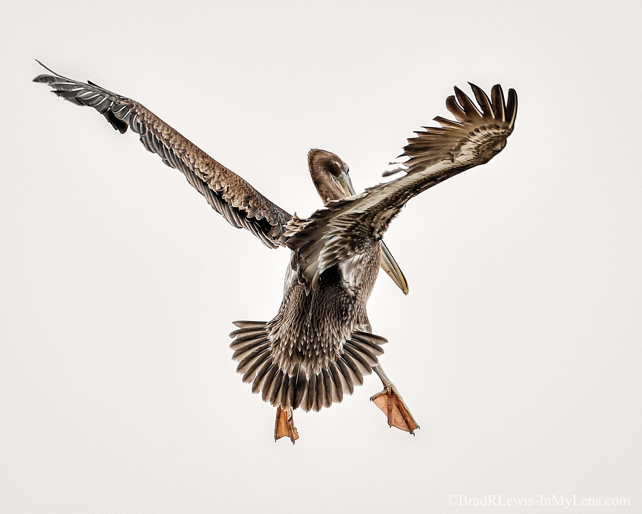 Nikon AF-S Nikkor 500mm F4E FL ED VR sample photo. Brown pelican photography
