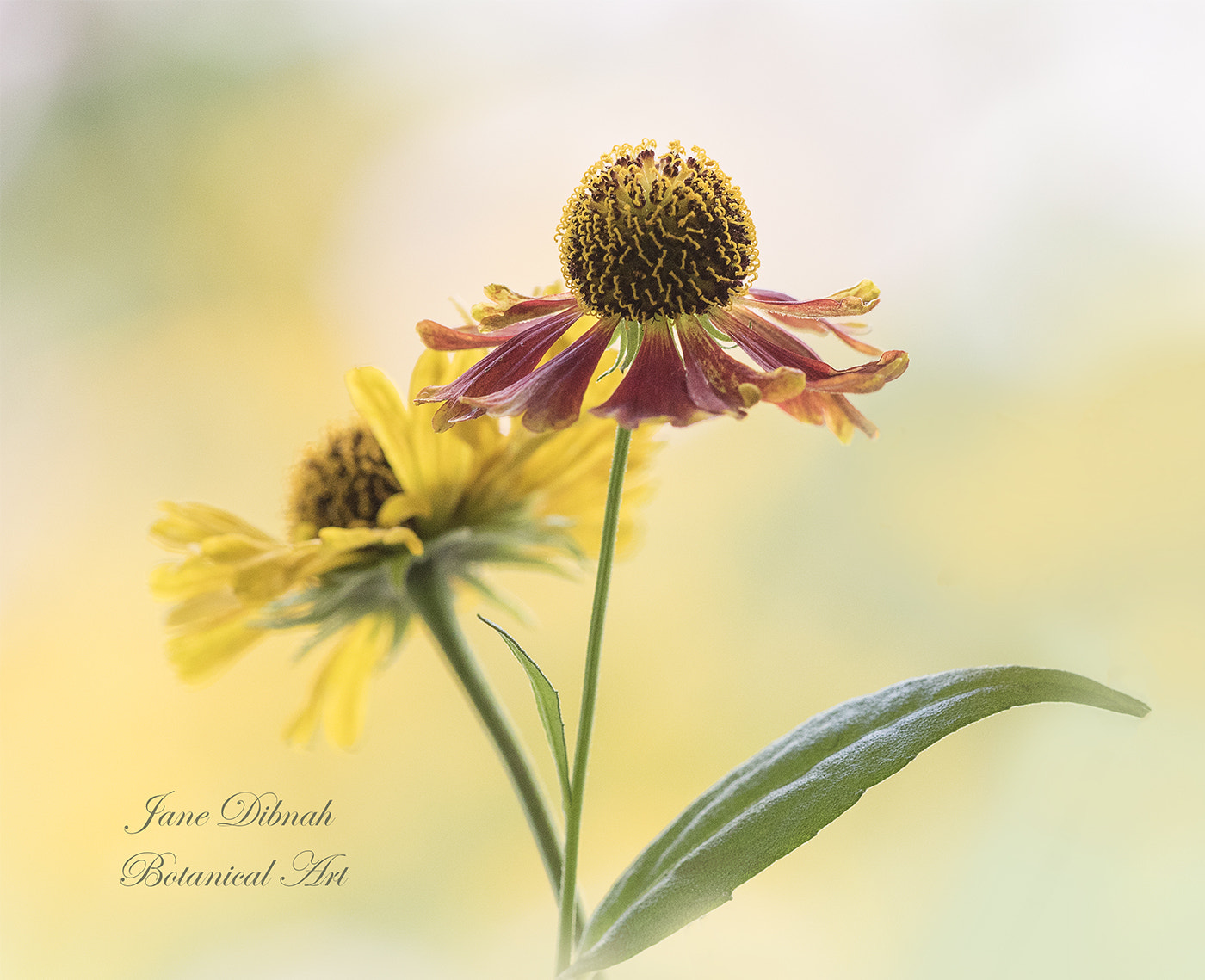 Canon EF 180mm F3.5L Macro USM sample photo. Heleniums photography