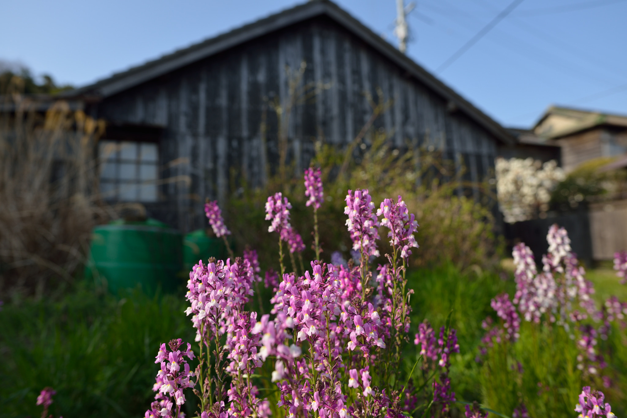 Nikon D800 + Nikon AF-S Nikkor 24mm F1.8G ED sample photo. Inujima photography