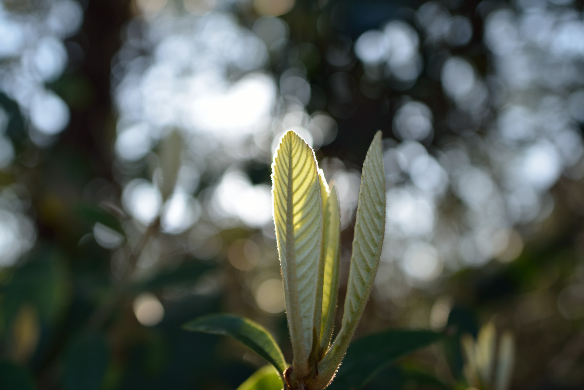 Nikon D800 + Nikon AF-S Nikkor 24mm F1.8G ED sample photo. Inujima photography
