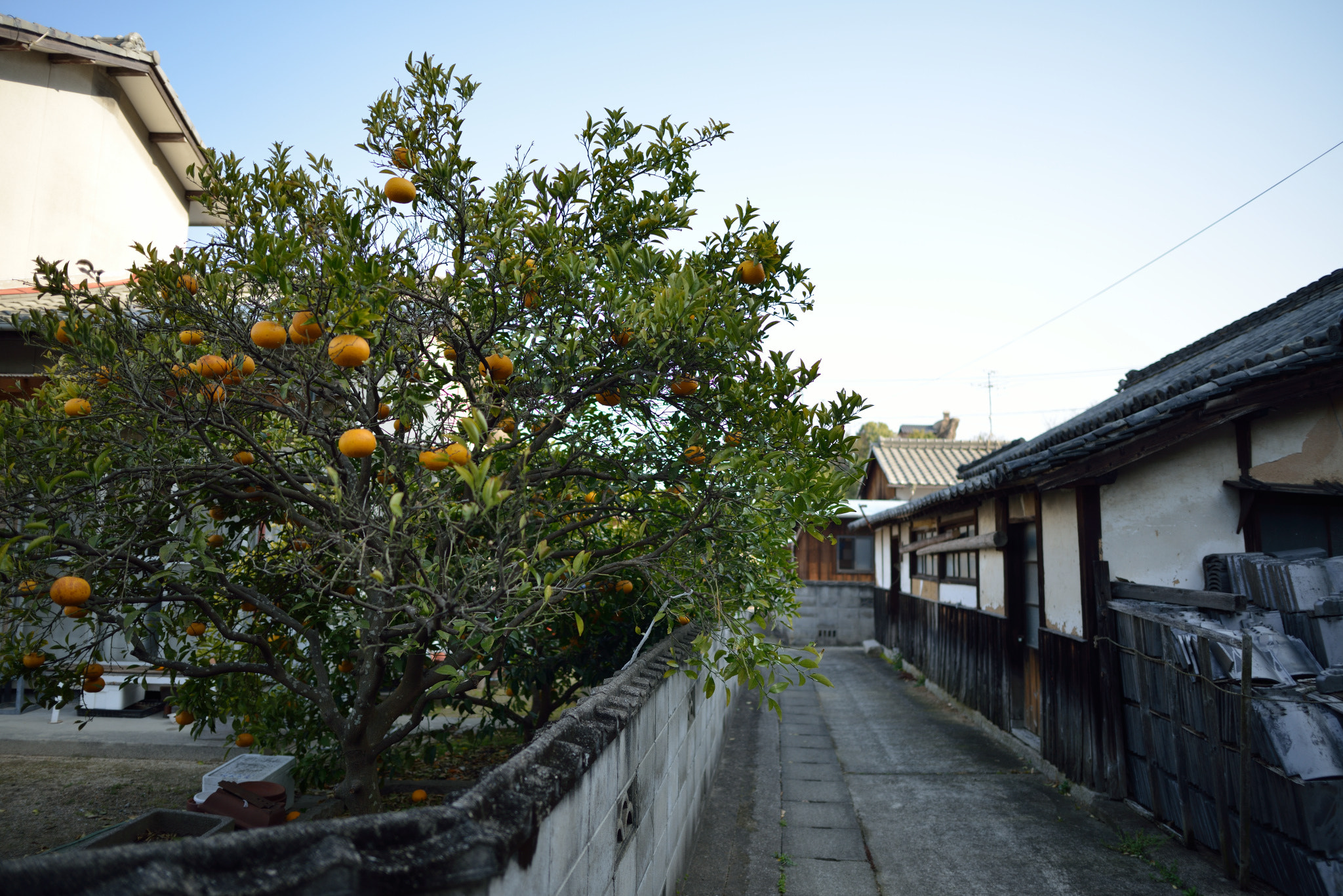 Nikon D800 + Nikon AF-S Nikkor 24mm F1.8G ED sample photo. Inujima photography