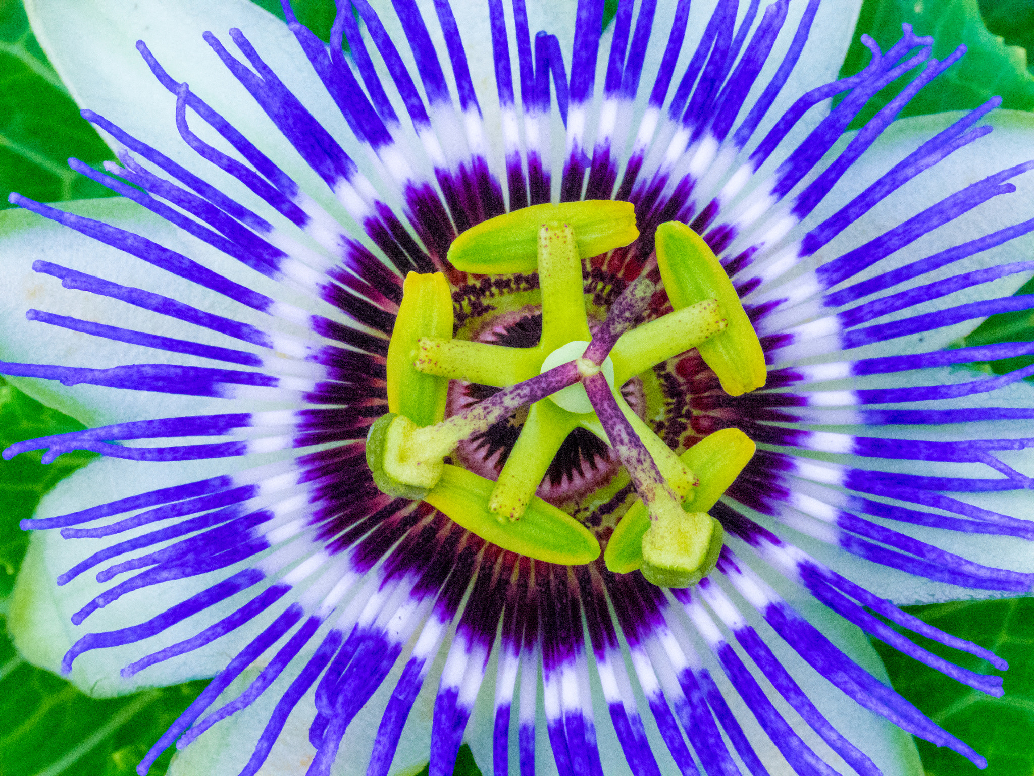 Panasonic Lumix DMC-GM1 sample photo. Passionfruitflower photography