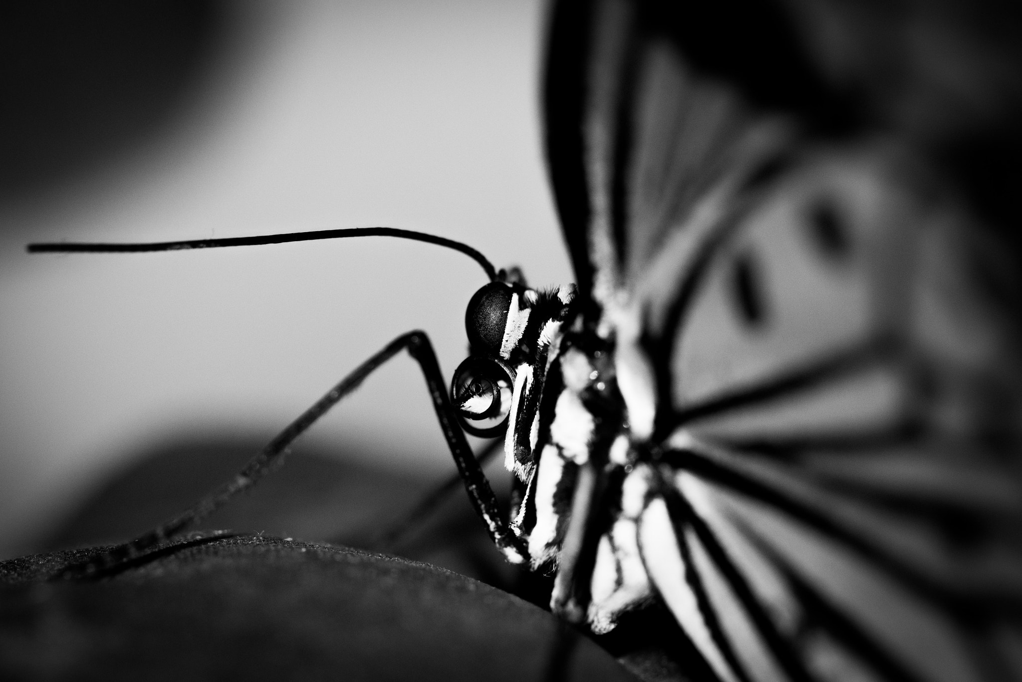 Canon EOS 600D (Rebel EOS T3i / EOS Kiss X5) + Canon EF 100mm F2.8L Macro IS USM sample photo. Butterfly b&w photography