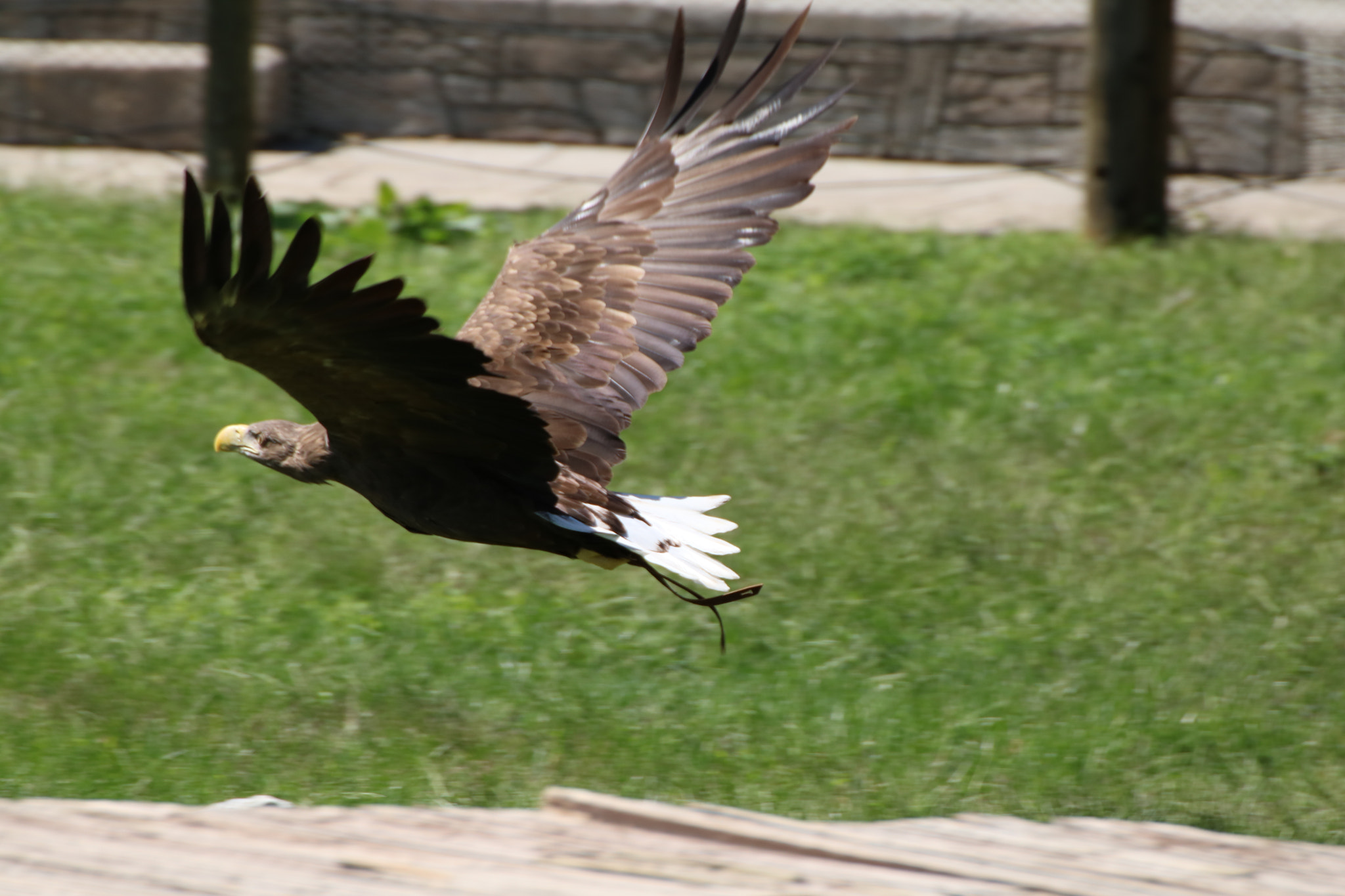 Canon EOS 750D (EOS Rebel T6i / EOS Kiss X8i) sample photo. Huge bird photography