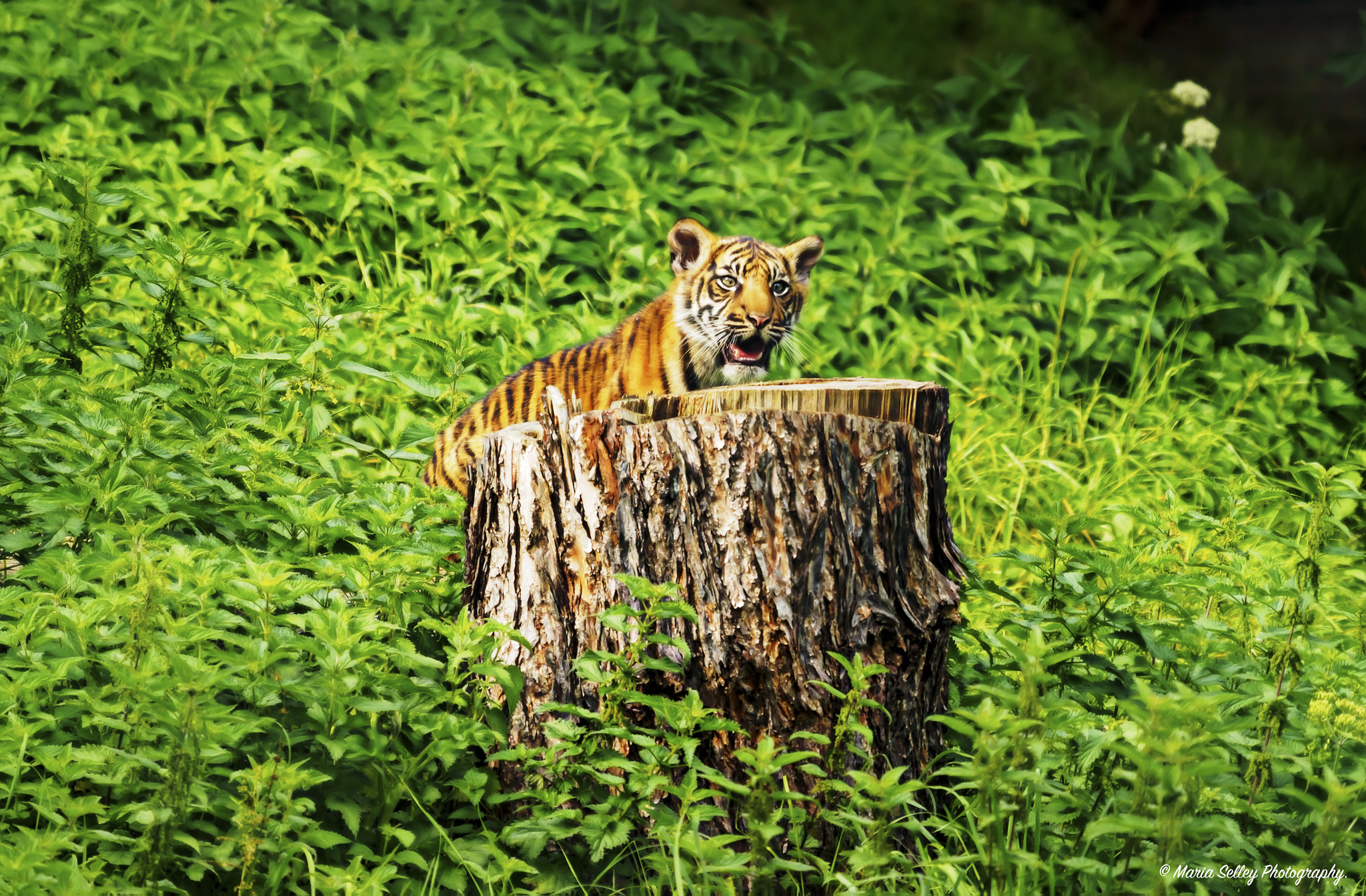 Olympus OM-D E-M5 II + LEICA DG 100-400/F4.0-6.3 sample photo. Little tigers photography