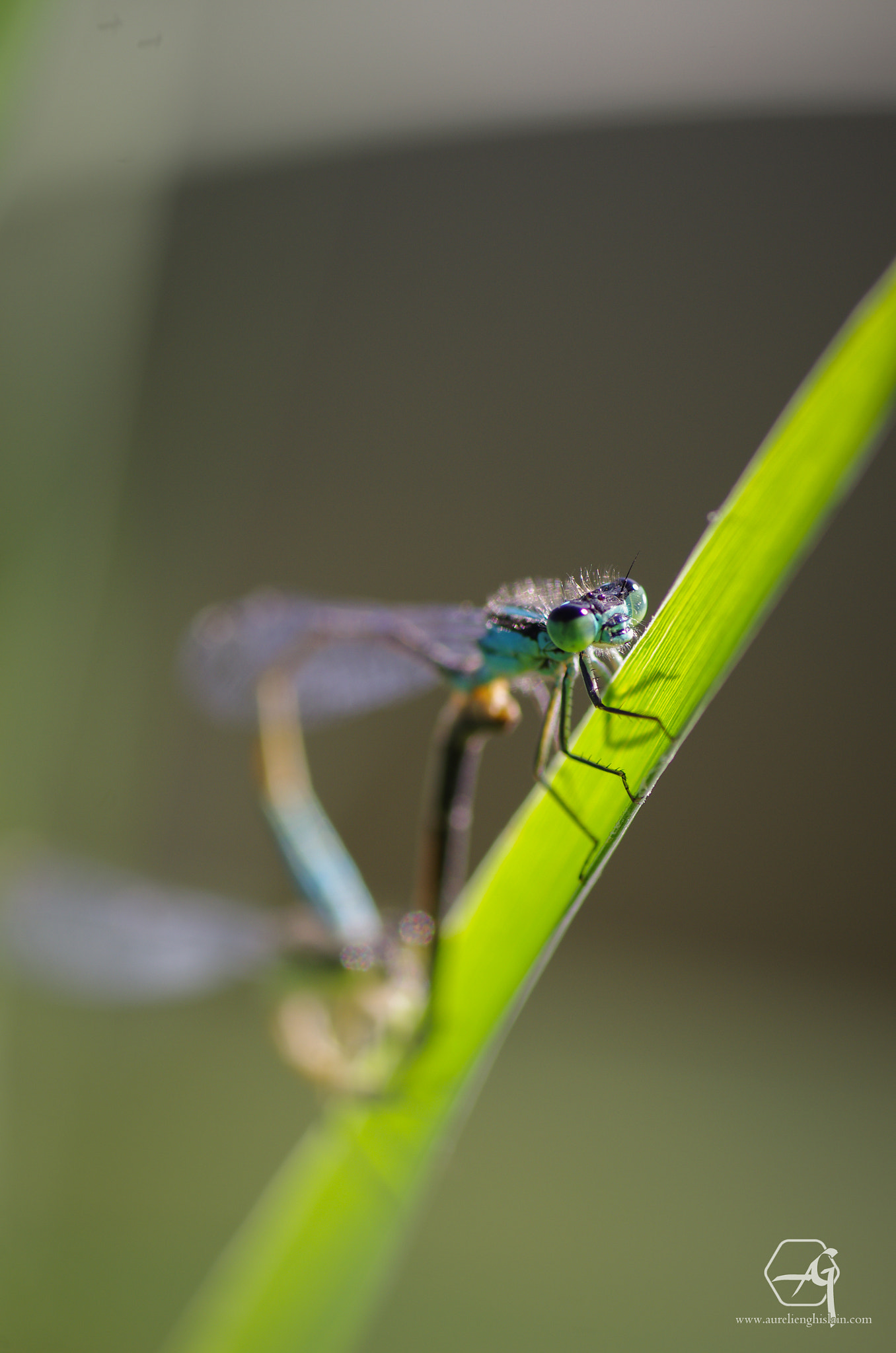 Pentax K-5 + Tamron SP AF 90mm F2.8 Di Macro sample photo. Duo ailé photography