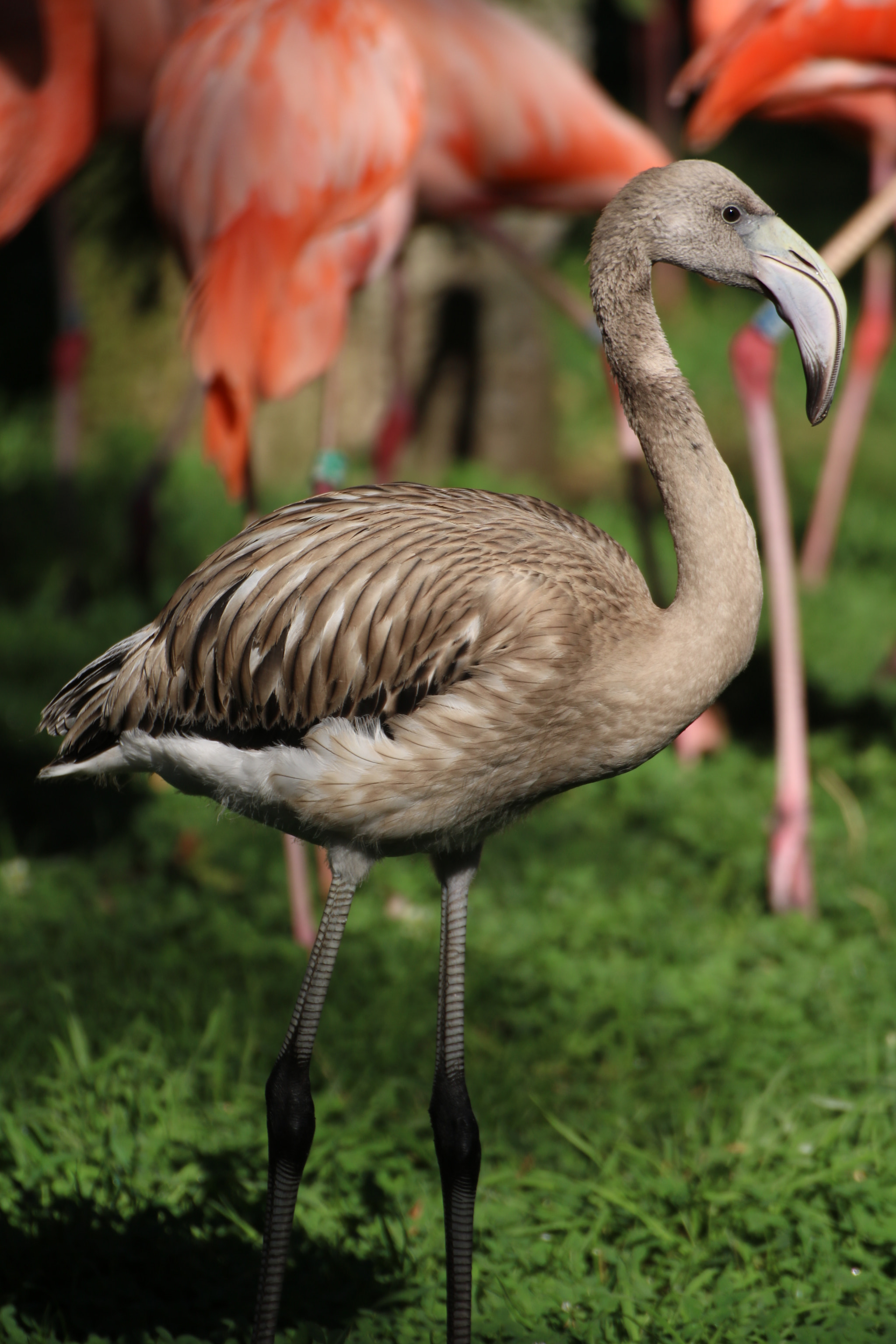 Canon EOS 750D (EOS Rebel T6i / EOS Kiss X8i) sample photo. Baby flamingo photography