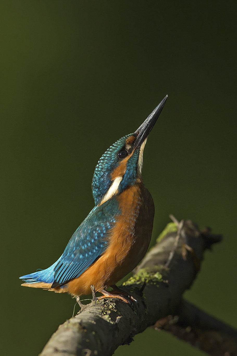 Canon EOS-1D X sample photo. Common kingfisher photography