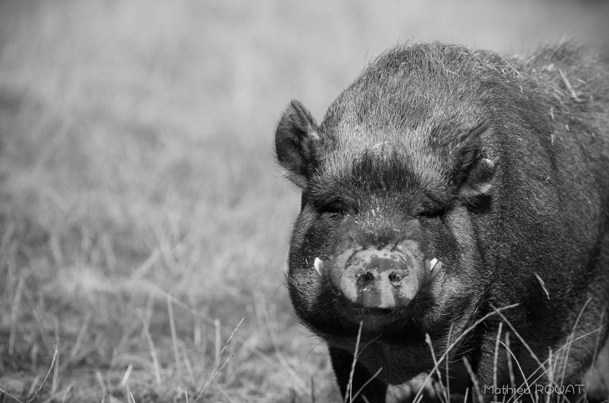 Pentax K-5 IIs + smc PENTAX-FA* 200mm F2.8 ED[IF] sample photo. Vietnamese pig dwarf photography