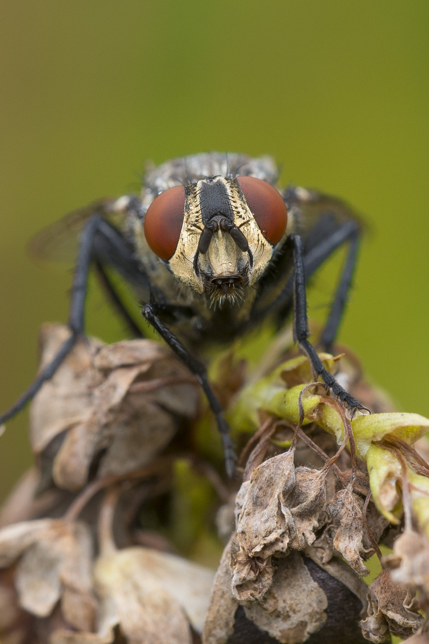 Sigma 150mm F2.8 EX DG OS Macro HSM sample photo. Say hello photography