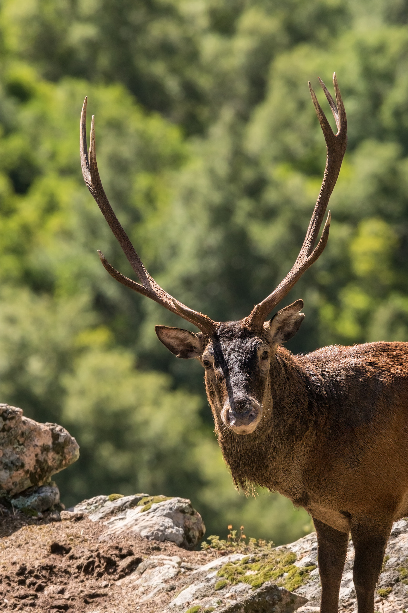 Sony 300mm F2.8 G SSM II sample photo. Cervus elaphus corsicanus photography