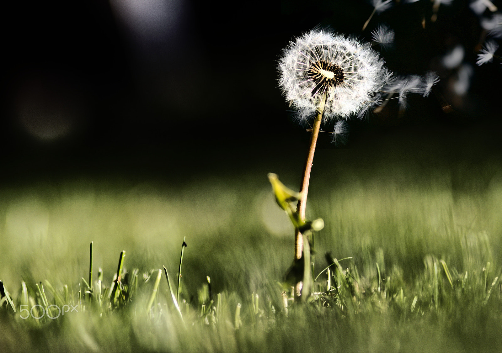 Canon EF 100mm F2.0 USM sample photo. Pusteblume photography