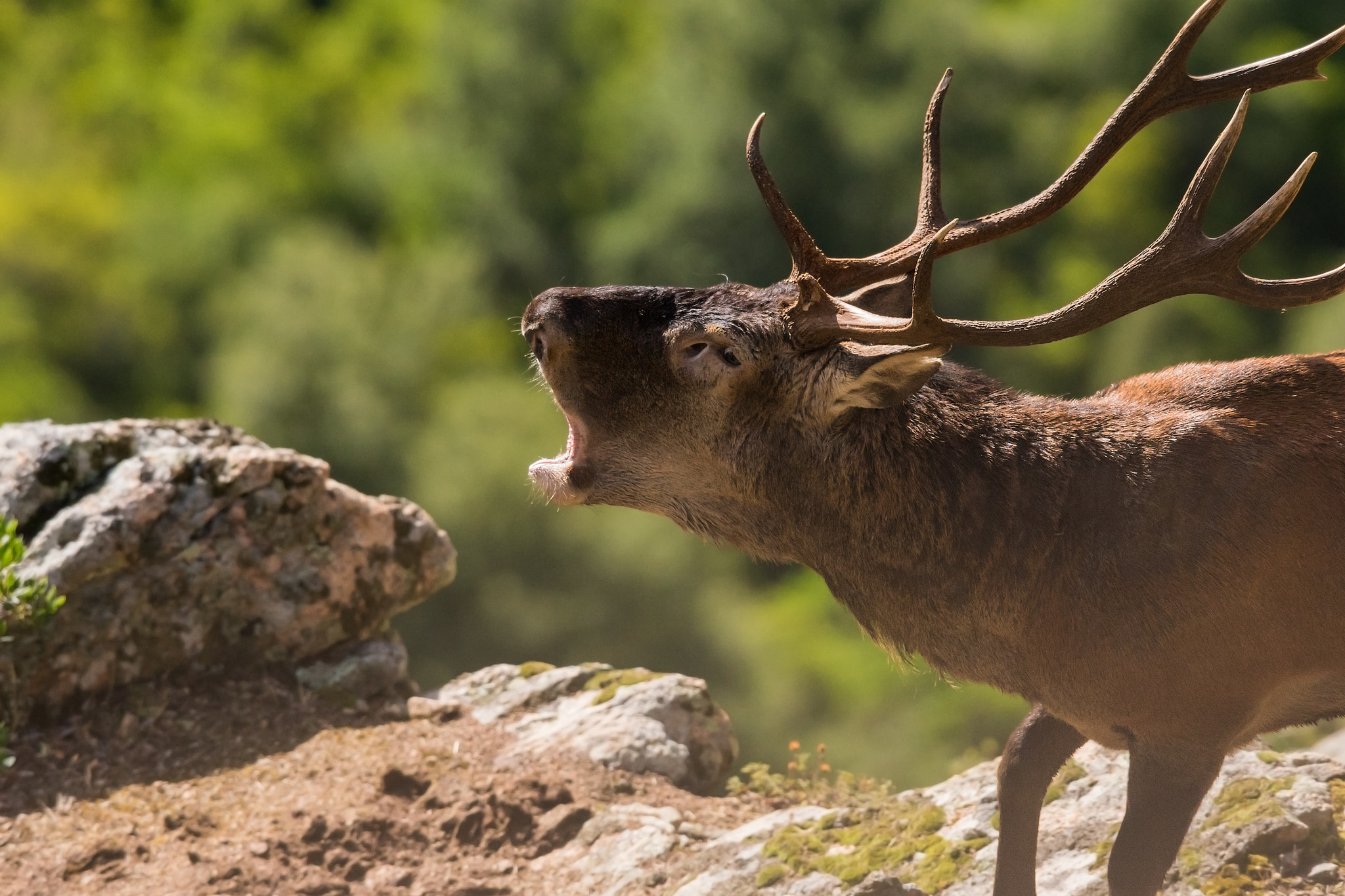 Sony ILCA-77M2 + Sony 300mm F2.8 G SSM II sample photo. Cervus elaphus corsicanus photography