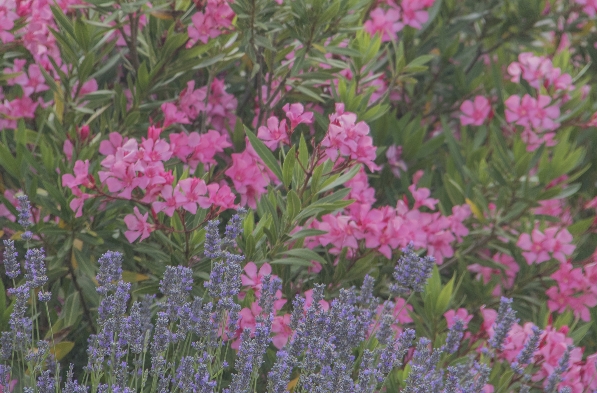 Canon EOS 750D (EOS Rebel T6i / EOS Kiss X8i) sample photo. Italian garden photography