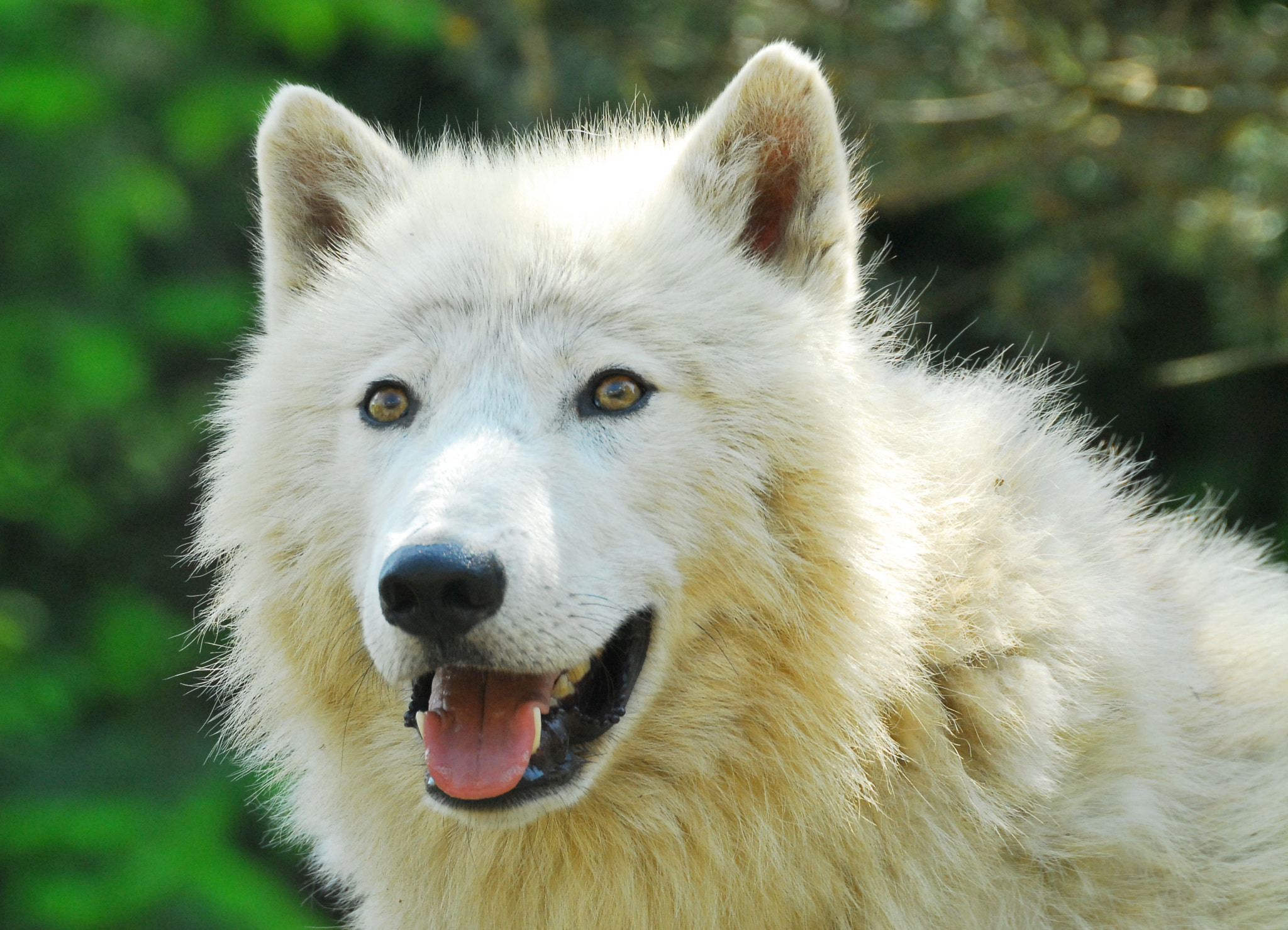Sigma 135-400mm F4.5-5.6 APO Aspherical sample photo. Artic wolf photography