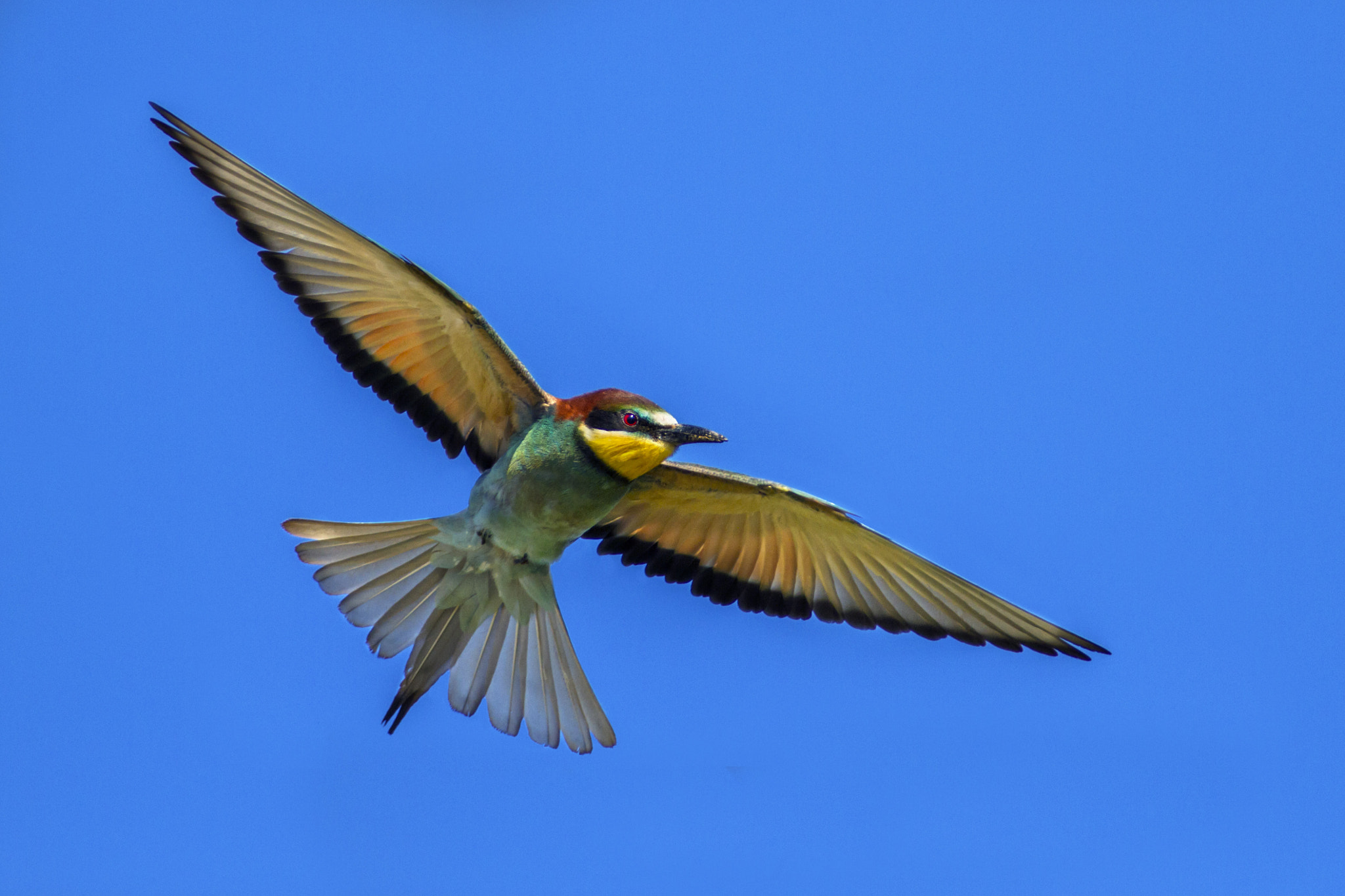 Canon EF 300mm f/2.8L + 2x sample photo. Bee eater photography