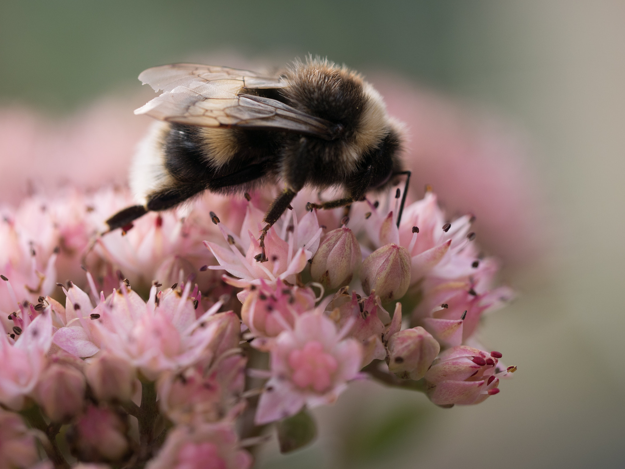 Panasonic Lumix DMC-GM1 sample photo. Bee in pastel pink photography