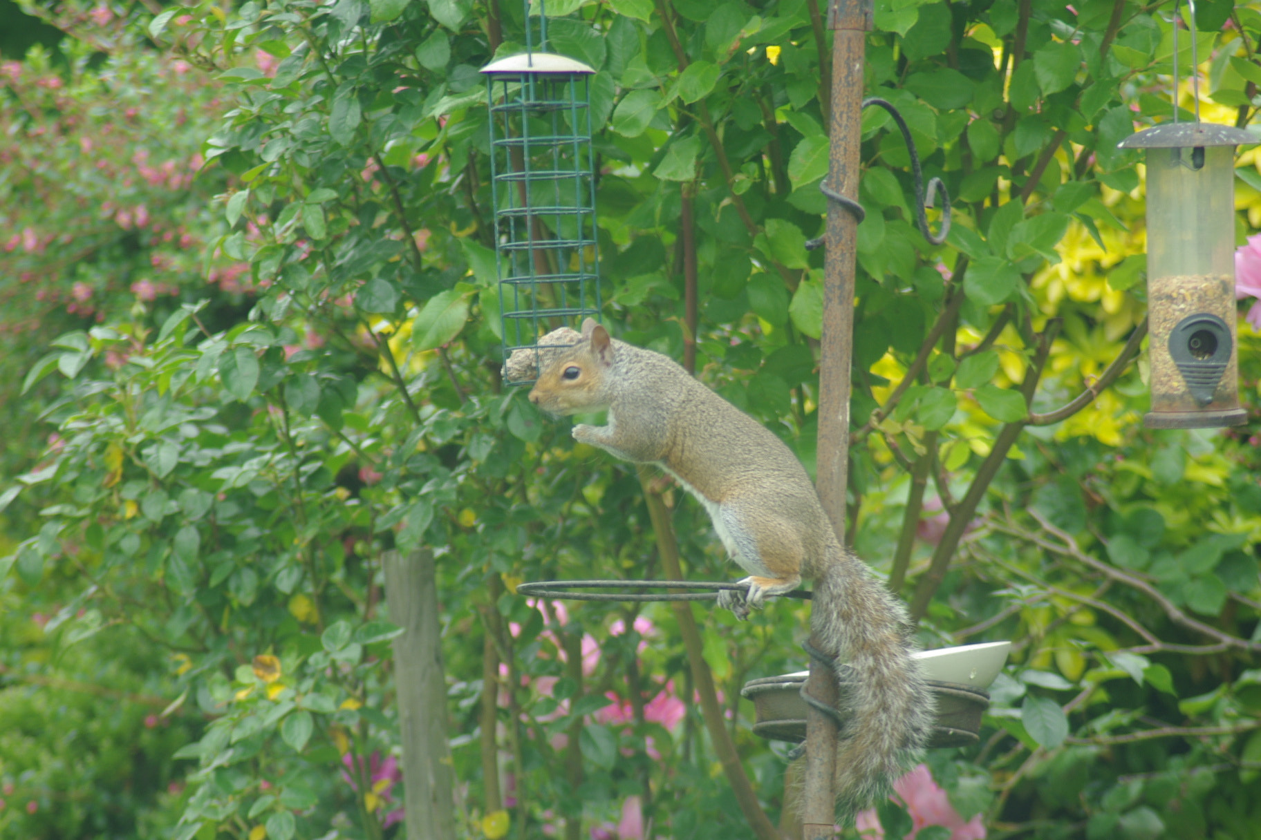 Tamron AF 70-300mm F4-5.6 Di LD Macro sample photo. Squizzle photography
