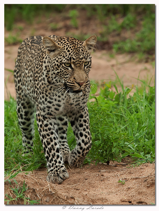 Canon EF 70-200mm F2.8L USM sample photo. Leopard photography