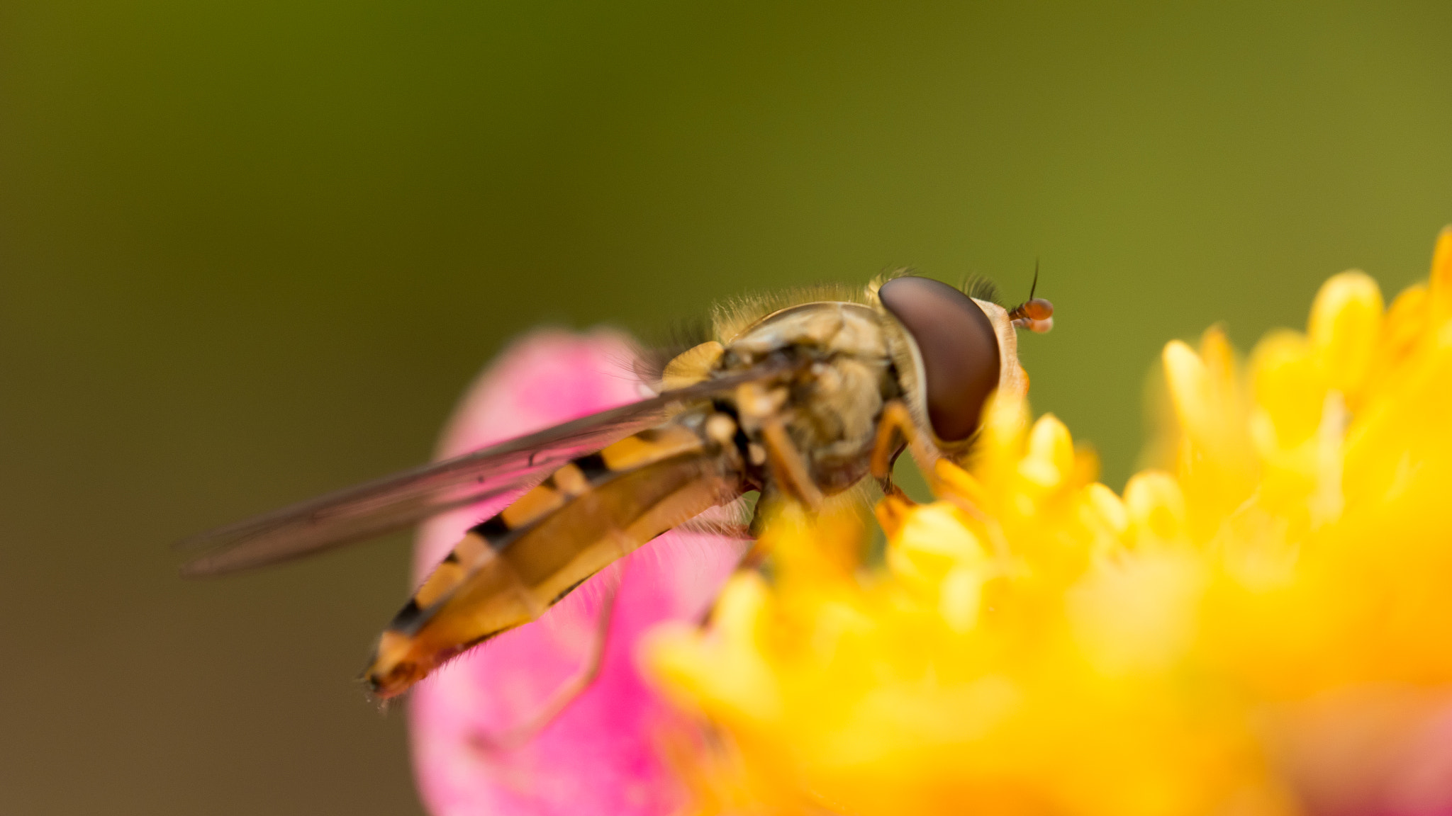 Panasonic Leica DG Macro-Elmarit 45mm F2.8 ASPH OIS sample photo. The fly. photography