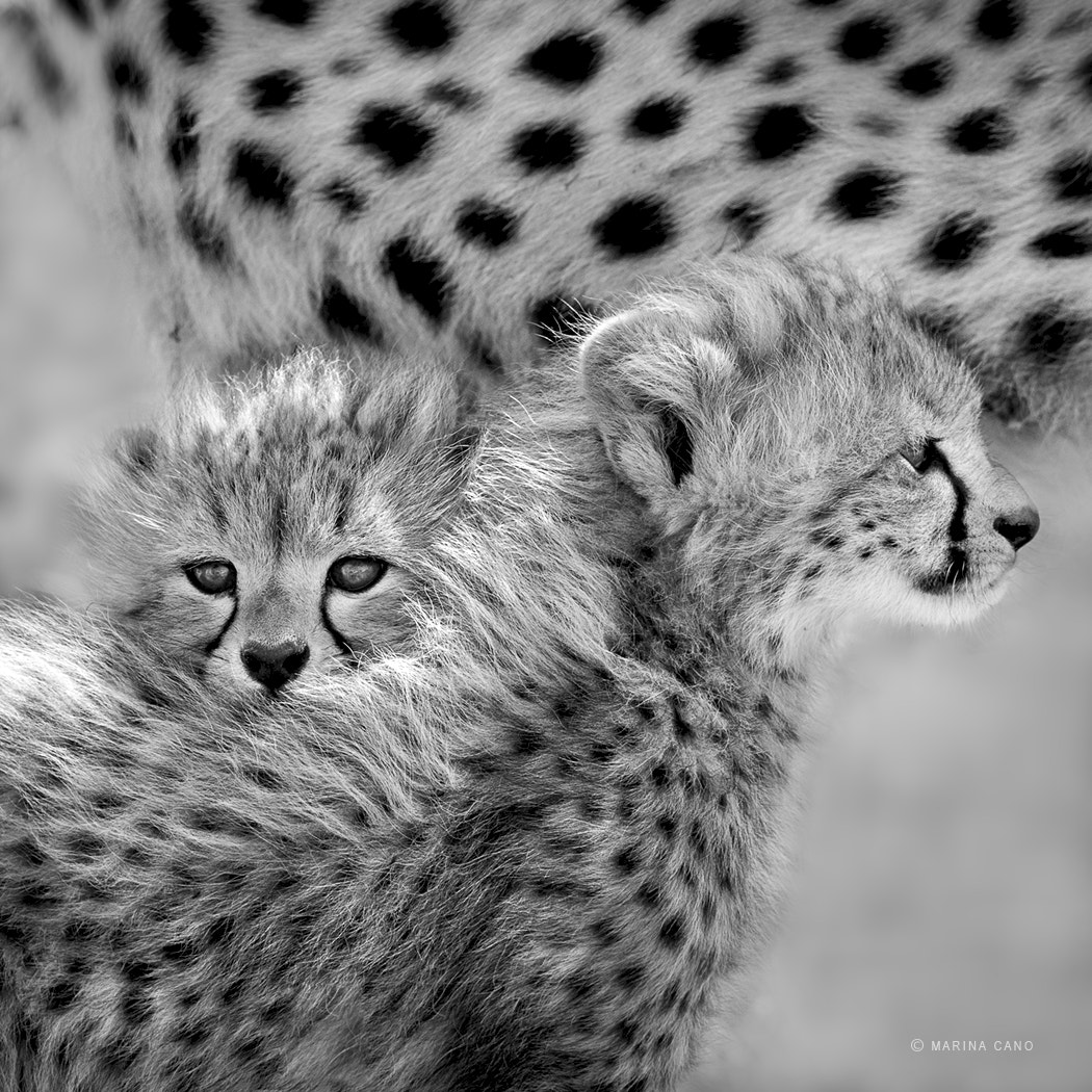 Canon EF 400mm F2.8L IS II USM sample photo. Offspring of the africa queen photography