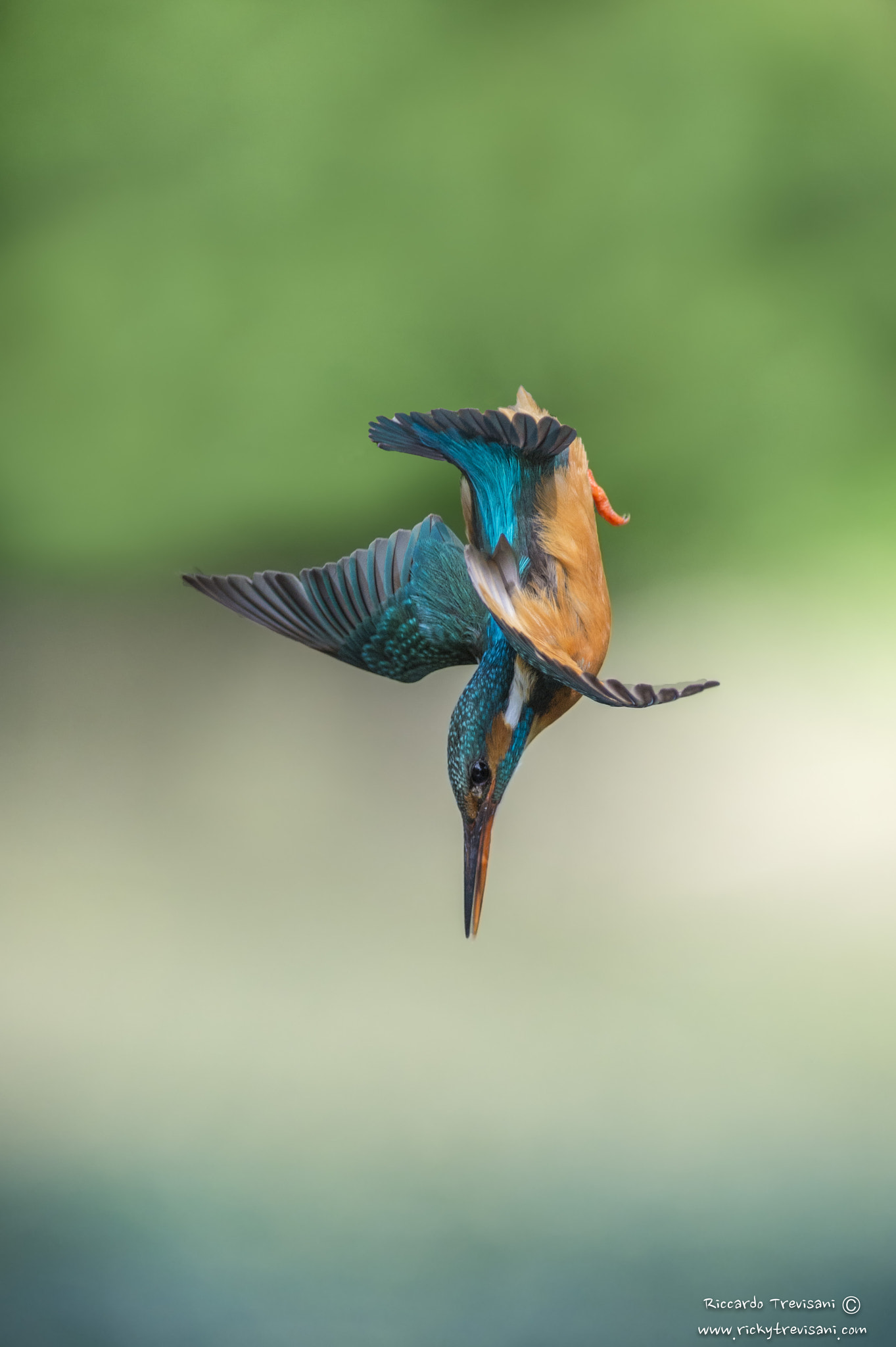 Nikon AF-S Nikkor 300mm F2.8G ED VR II sample photo. Kingfisher's dip . photography