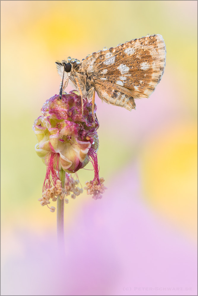 Sigma 150mm f/2.8 EX DG OS HSM APO Macro sample photo. Spialia orbifer photography