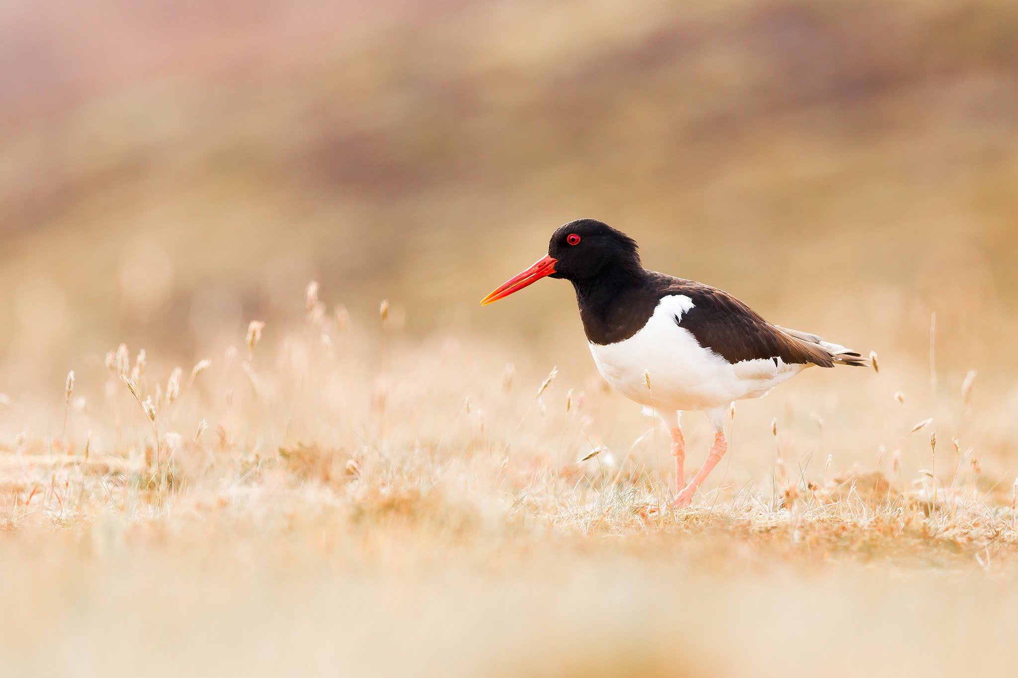 Canon EF 400mm F5.6L USM sample photo. Austernfischer photography