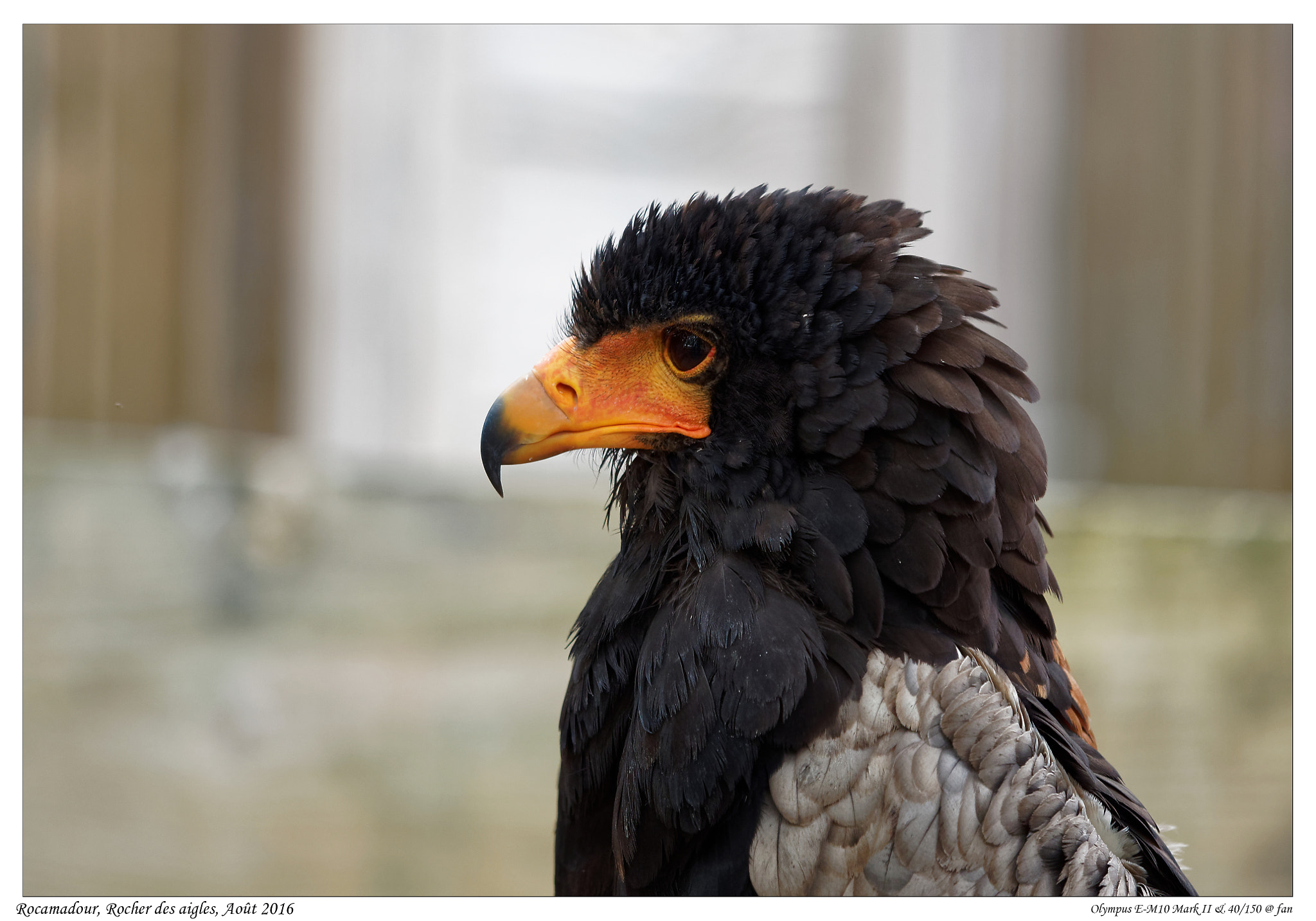 Olympus OM-D E-M10 II + Olympus M.Zuiko Digital ED 40-150mm F2.8 Pro sample photo. Rocher des aigles, rocamadour photography