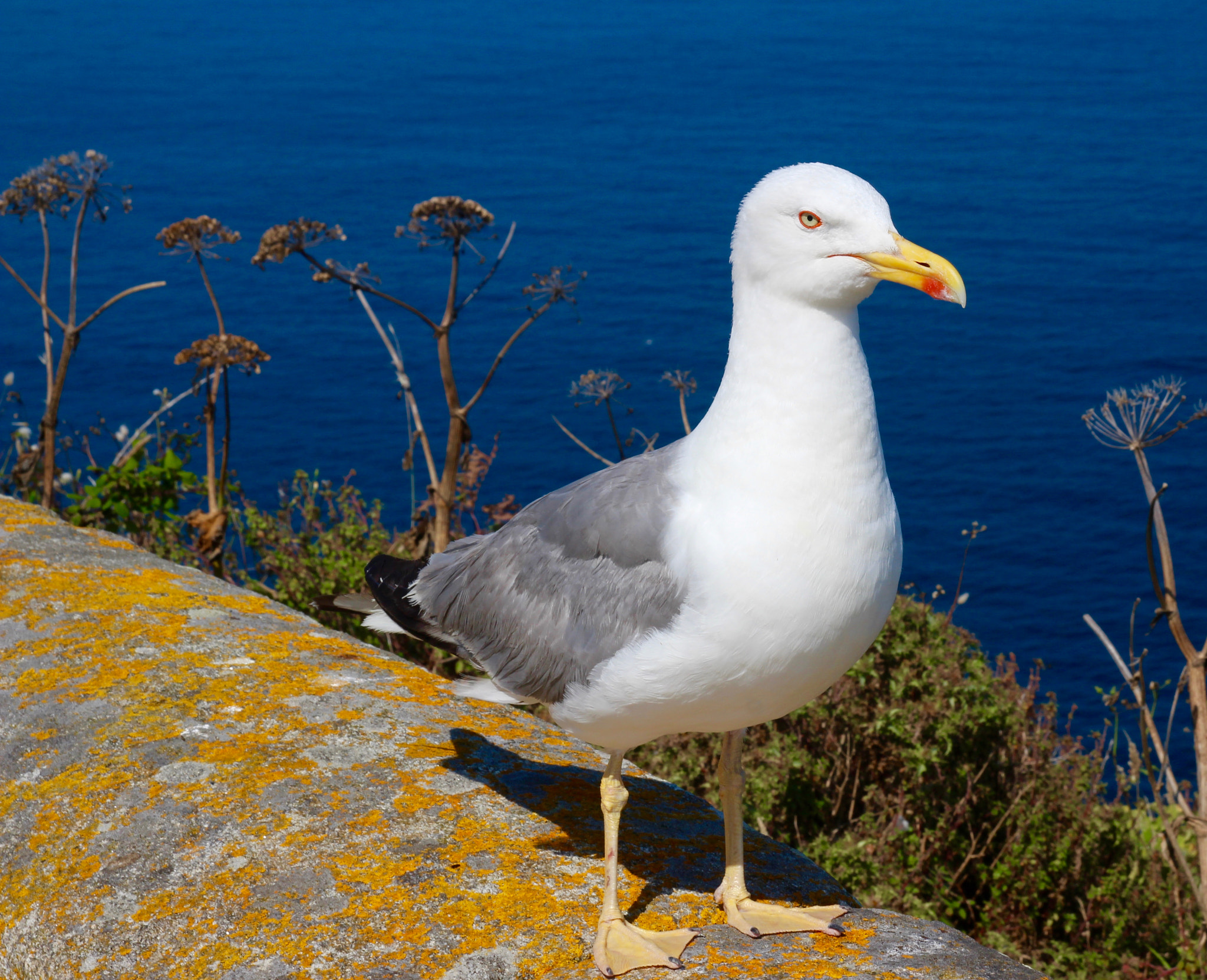 Tamron SP AF 17-50mm F2.8 XR Di II LD Aspherical (IF) sample photo. Gaviota photography