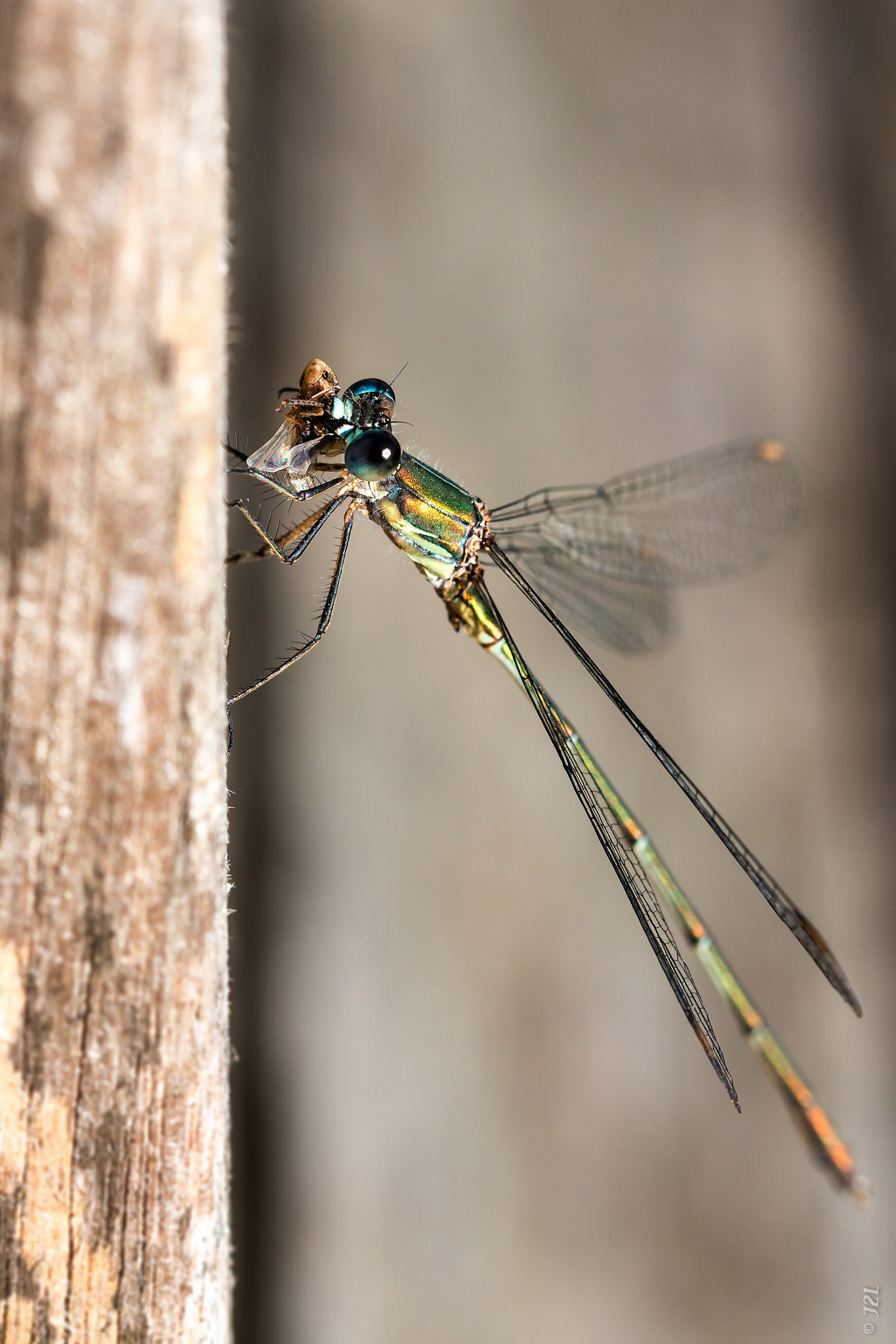 Animaux - Libellule - Animal - Dragonfly