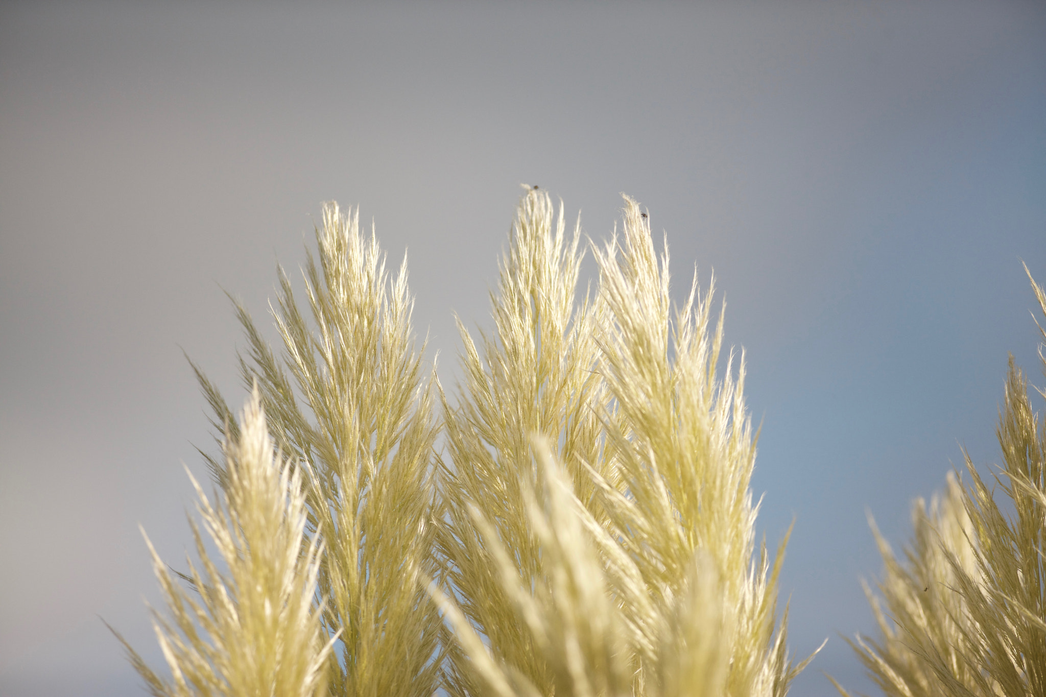 Canon EOS-1Ds Mark III + Canon EF 400mm f/2.8L sample photo. Pampas grass photography