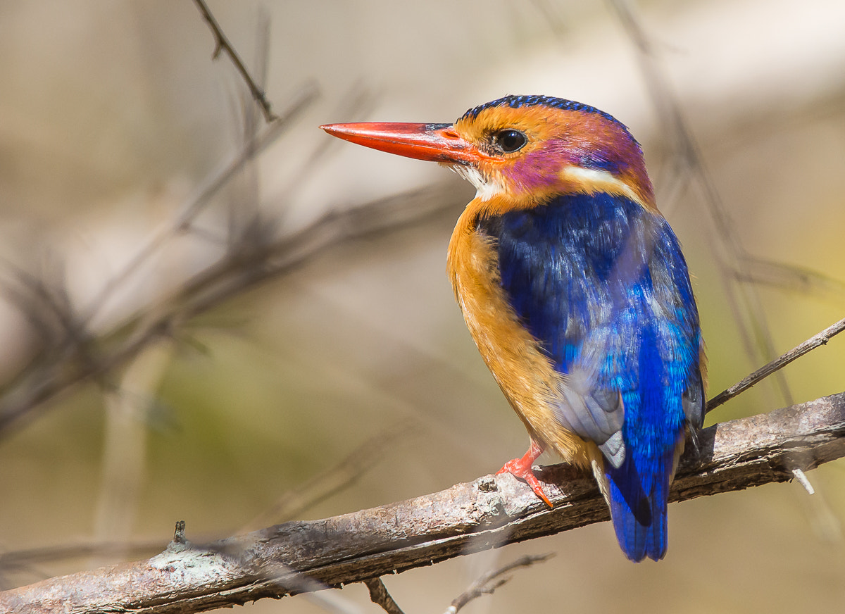 Nikon D7100 + Nikon AF-S Nikkor 200-400mm F4G ED-IF VR sample photo. Pygmy kingfisher photography