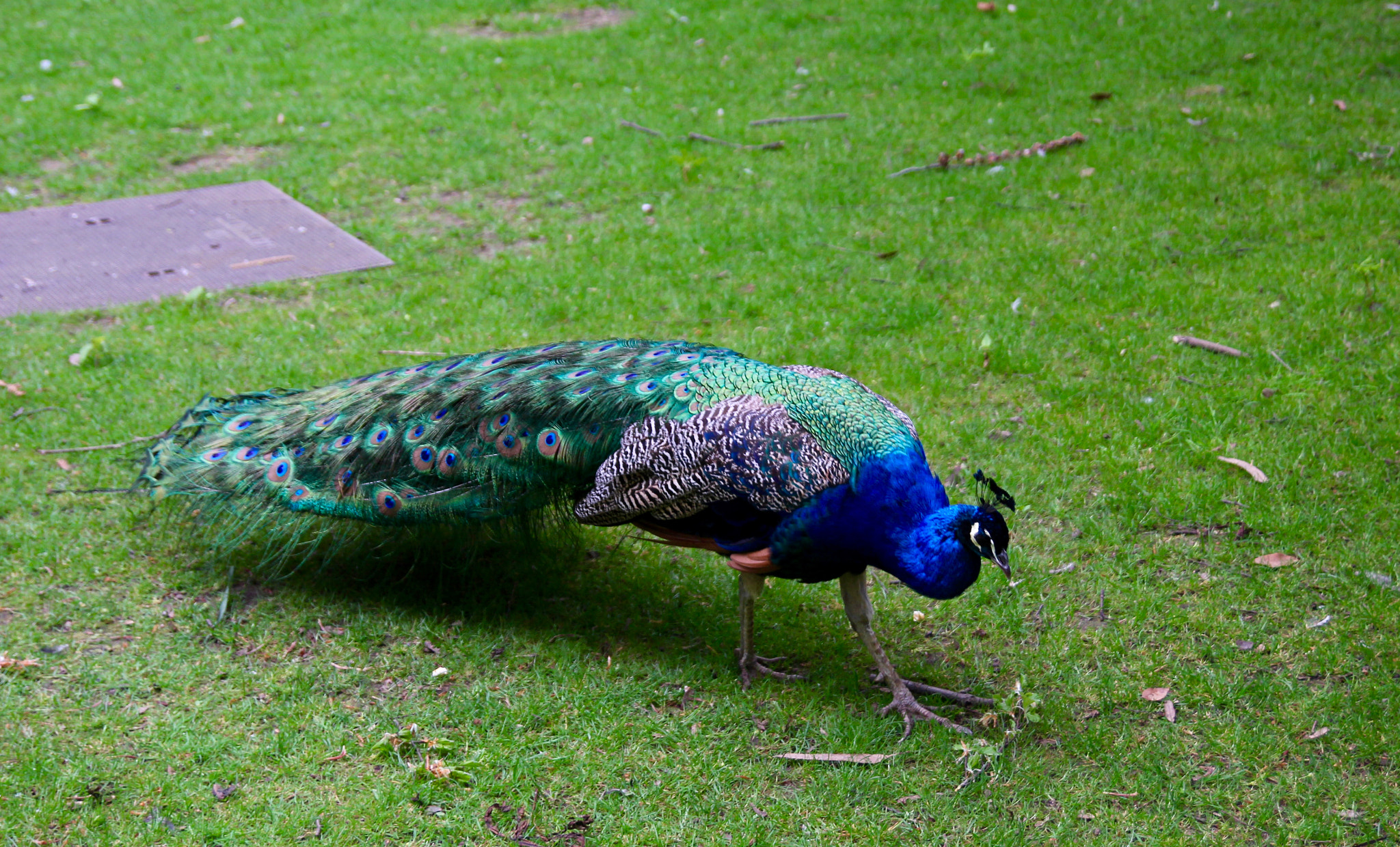 Tamron SP AF 17-50mm F2.8 XR Di II LD Aspherical (IF) sample photo. Un pavo photography