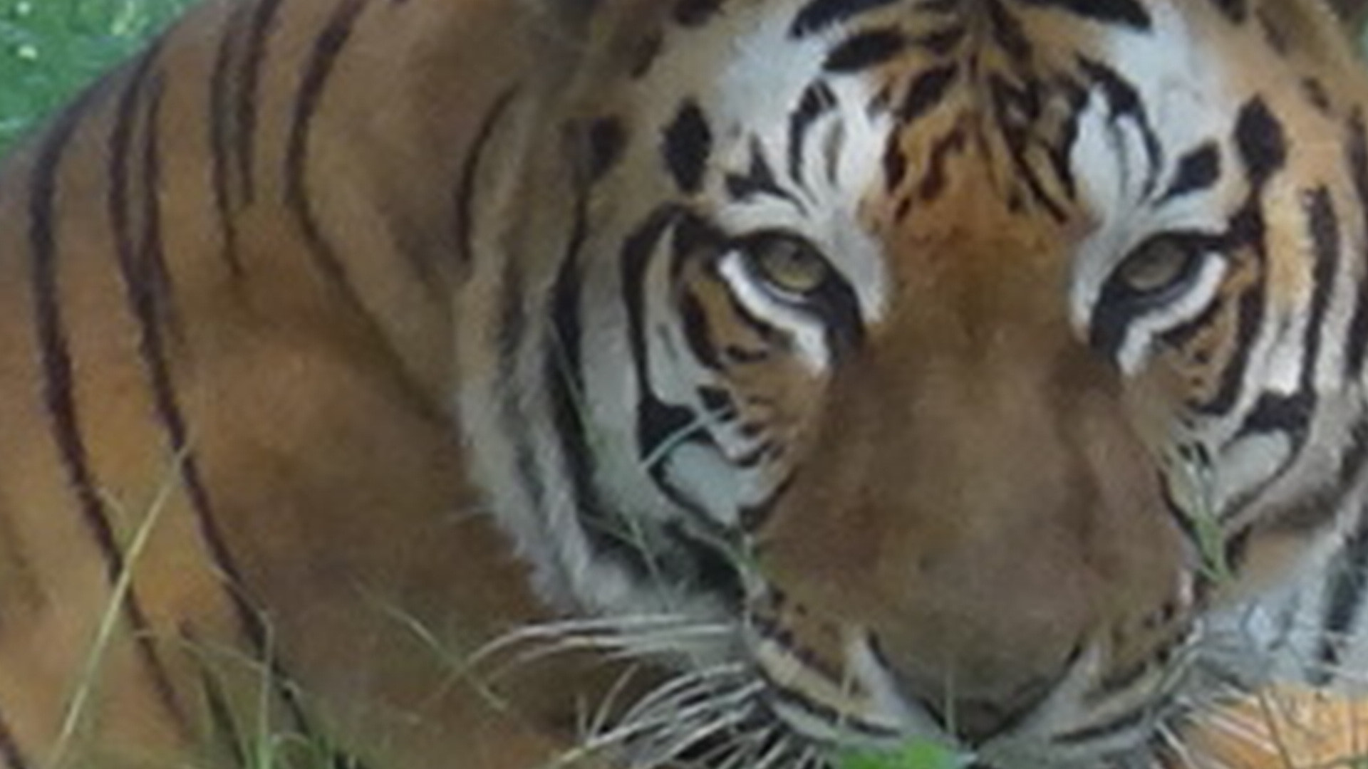 Sony Cyber-shot DSC-HX7V sample photo. Royal bengal tiger photography