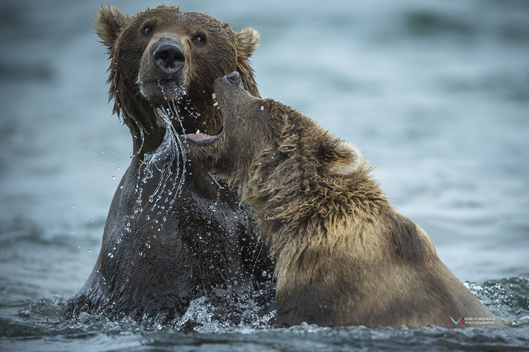 Nikon D5 + Nikon AF-S Nikkor 400mm F2.8E FL ED VR sample photo. Play photography