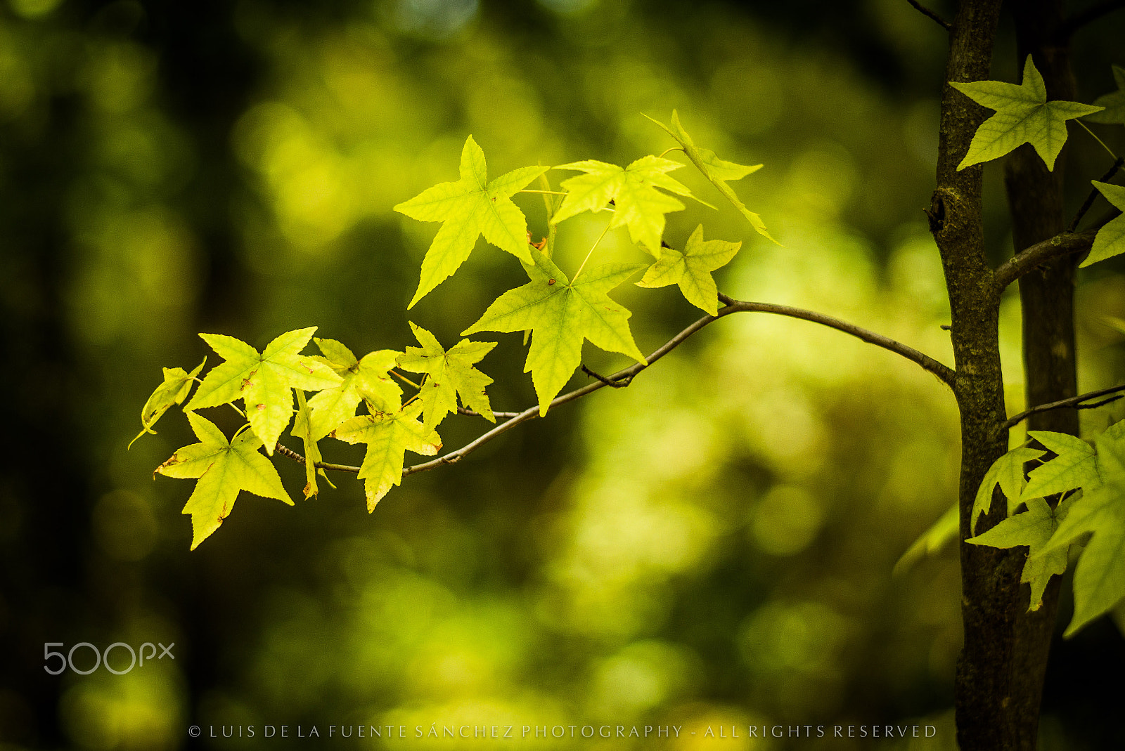 Leica APO-Summicron-M 90mm F2 ASPH sample photo. Hojas de arce photography