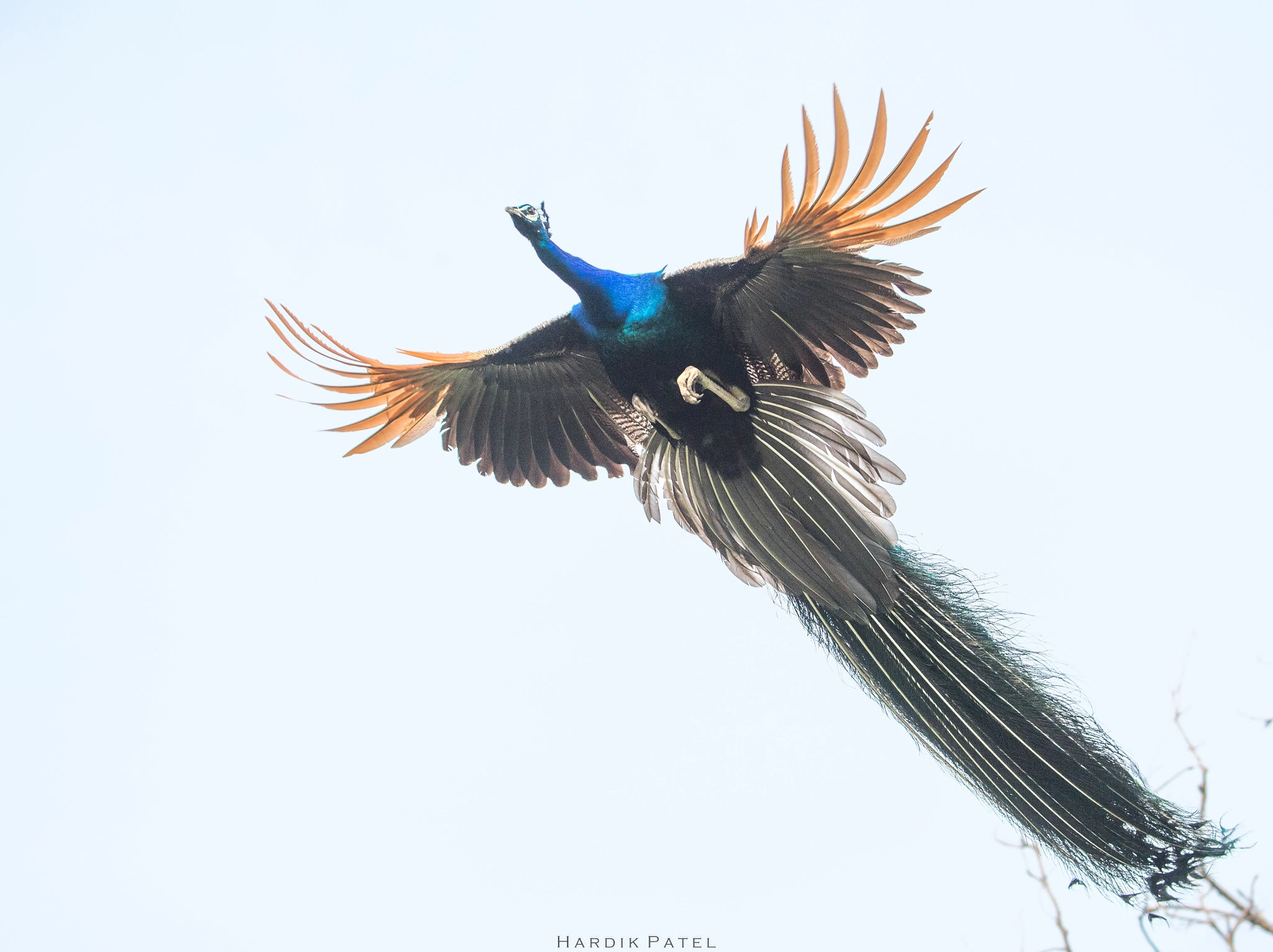 Nikon D5 sample photo. The flight photography