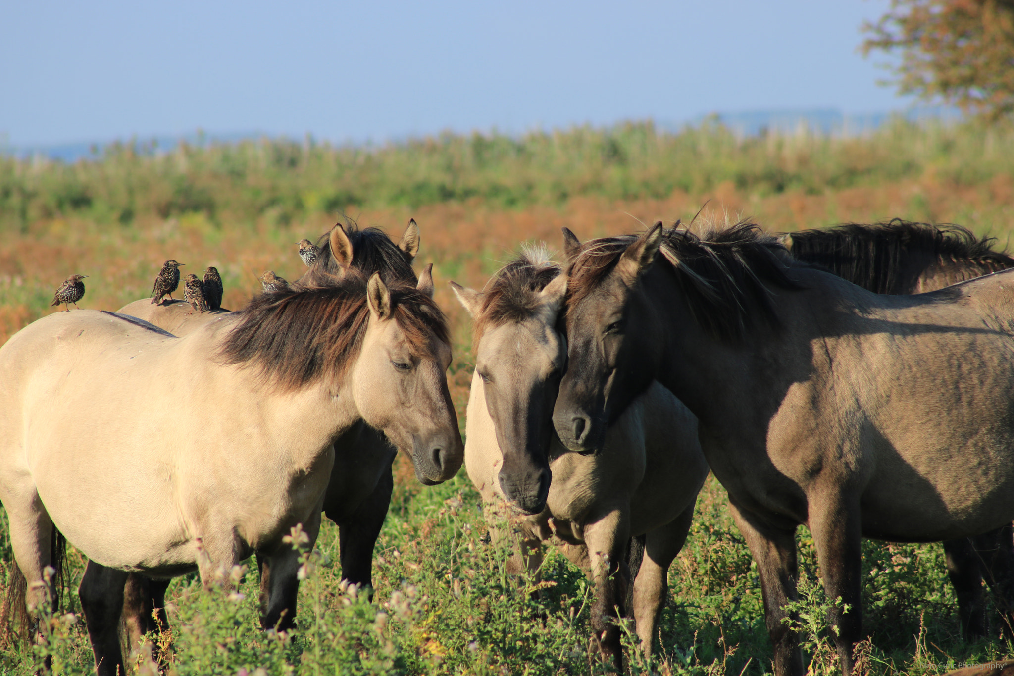 Canon EOS 750D (EOS Rebel T6i / EOS Kiss X8i) + EF75-300mm f/4-5.6 sample photo. Wilde horses photography