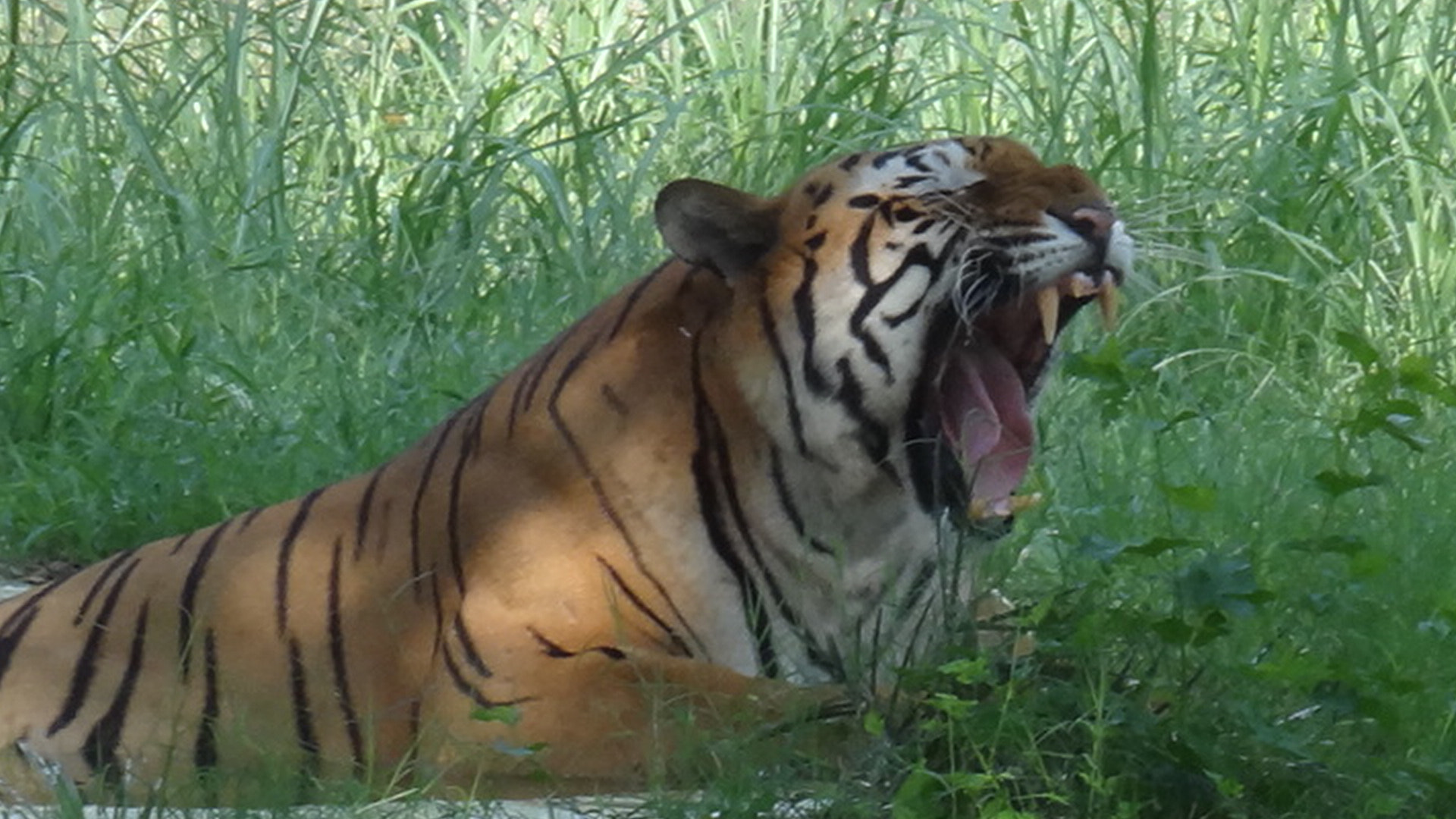 Sony Cyber-shot DSC-HX7V sample photo. Royal bengal tiger photography