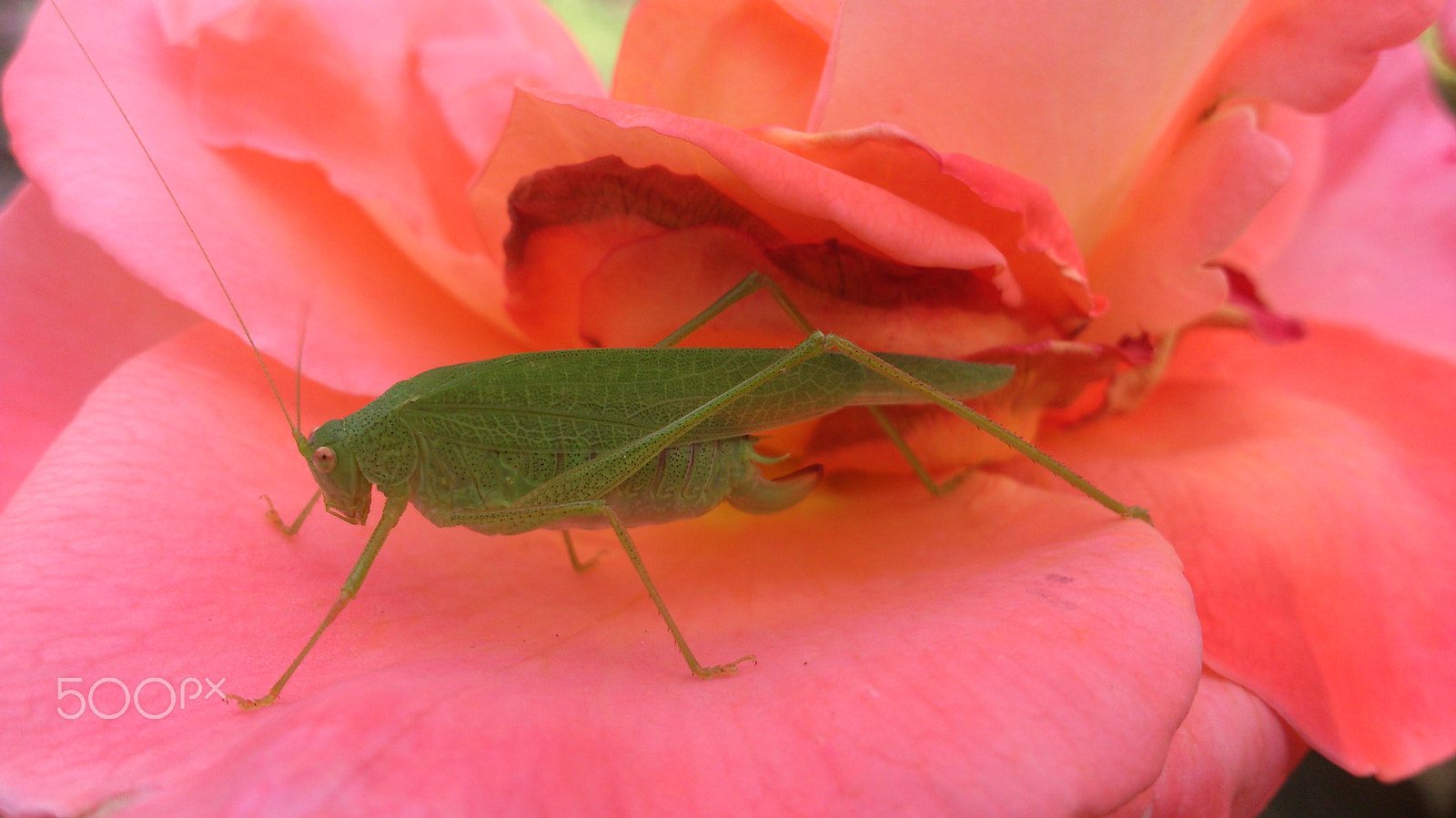 Sony Xperia T sample photo. Ready to jump photography