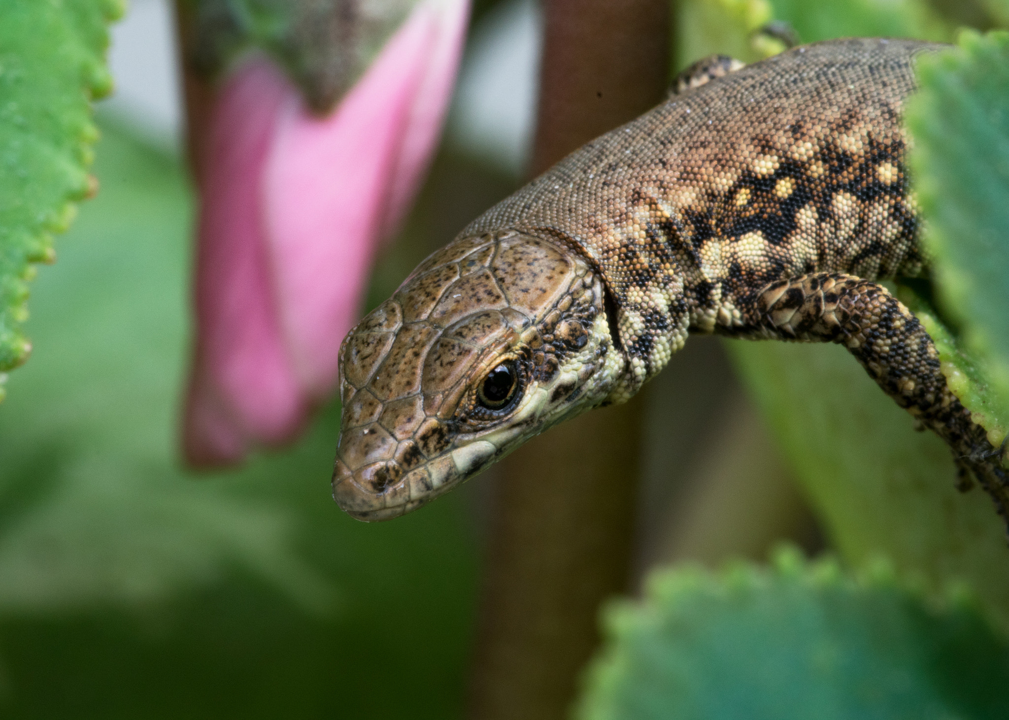 Sigma 105mm F2.8 EX DG OS HSM sample photo. Littlelizard photography