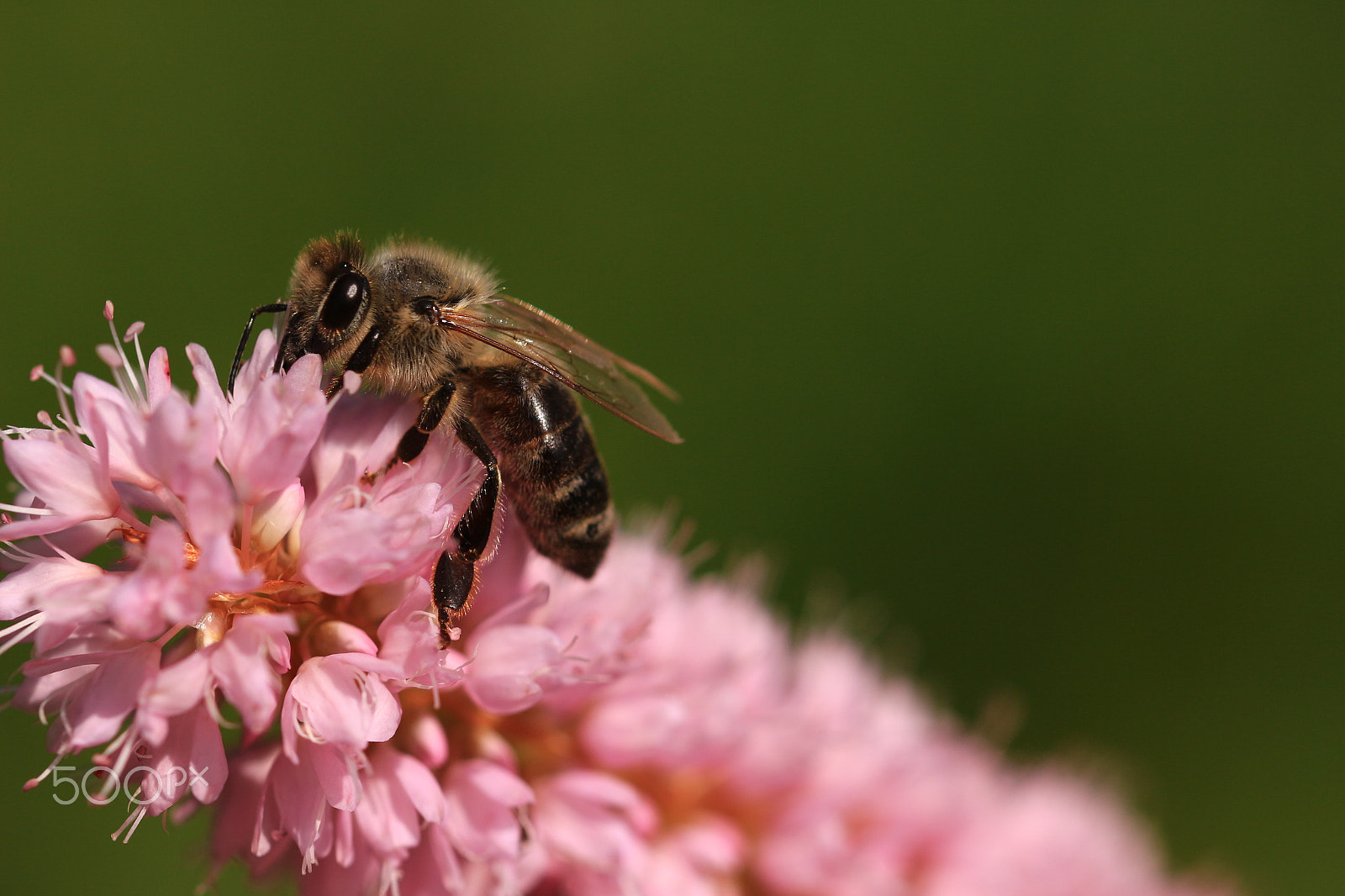 Canon EOS 700D (EOS Rebel T5i / EOS Kiss X7i) + Canon EF 100mm F2.8L Macro IS USM sample photo. Bee at work photography