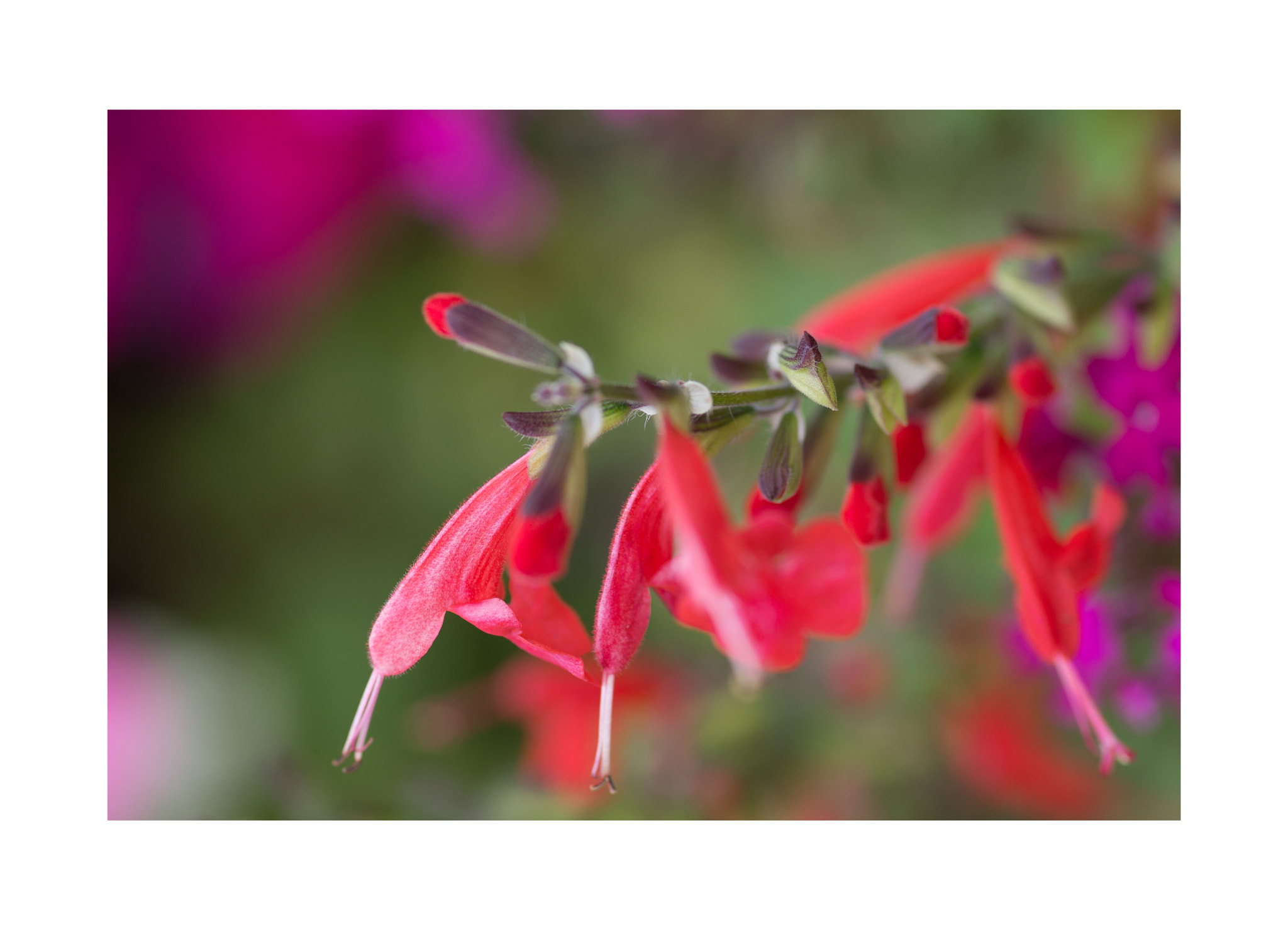 Pentax smc D-FA 100mm F2.8 Macro WR sample photo. Img photography
