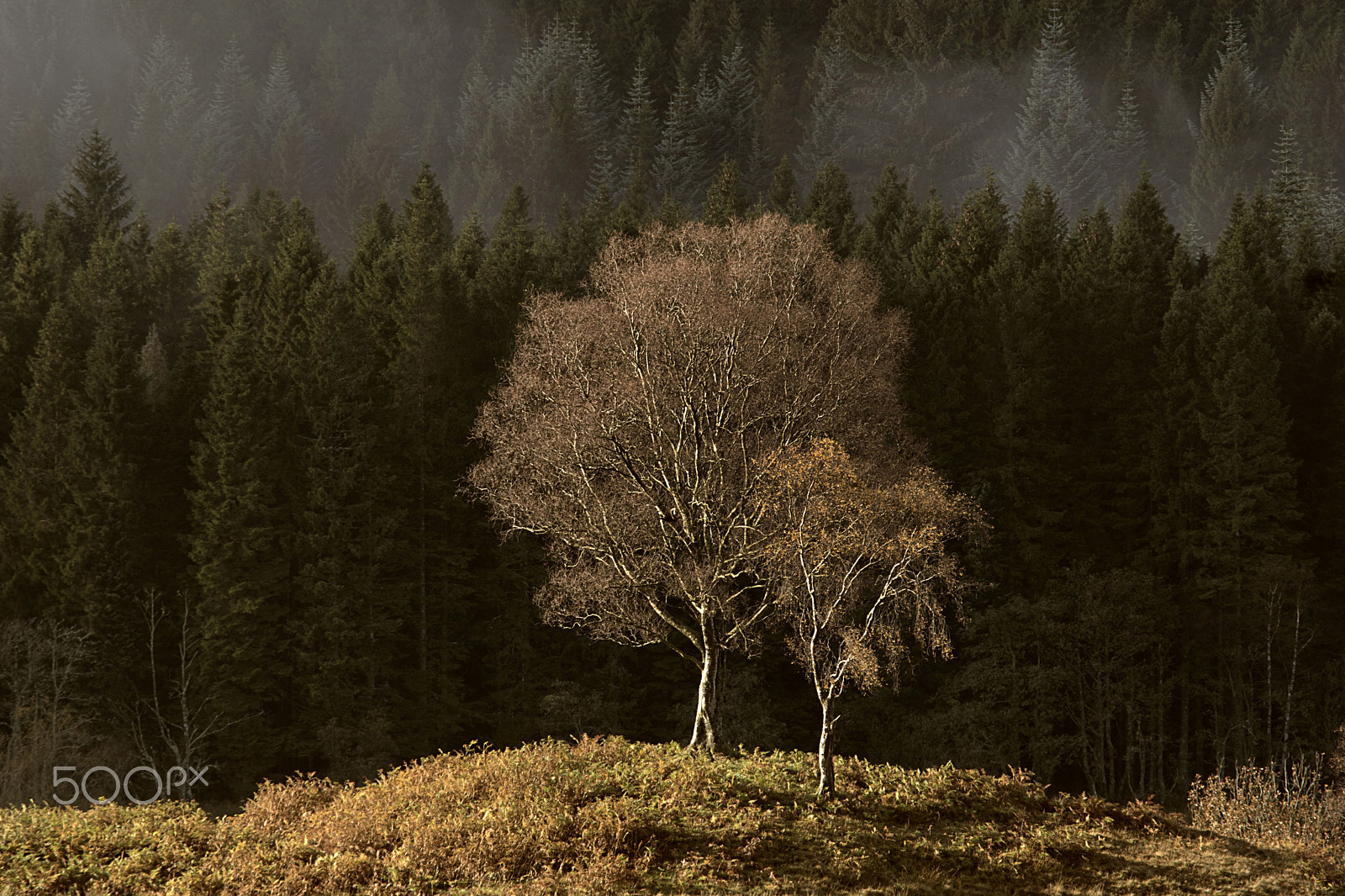 Sony ILCA-77M2 sample photo. Trees at the trossachs photography