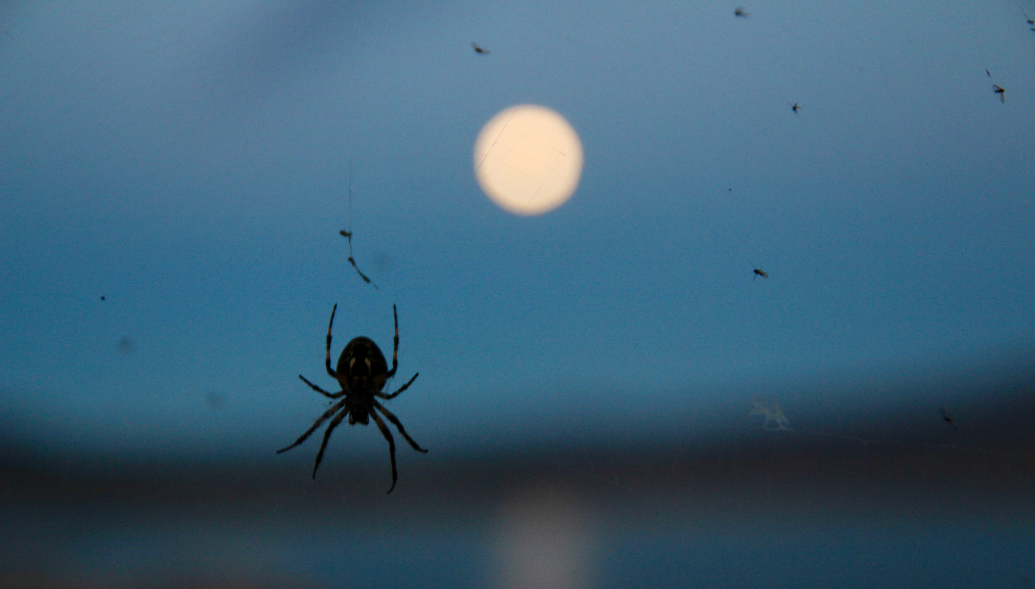 Tamron SP AF 17-50mm F2.8 XR Di II LD Aspherical (IF) sample photo. La araña y la luna 2 photography